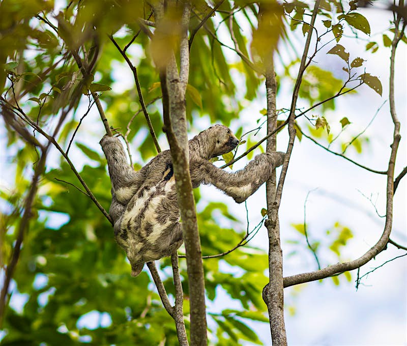 A sloth reaches across to a branch in a tree.