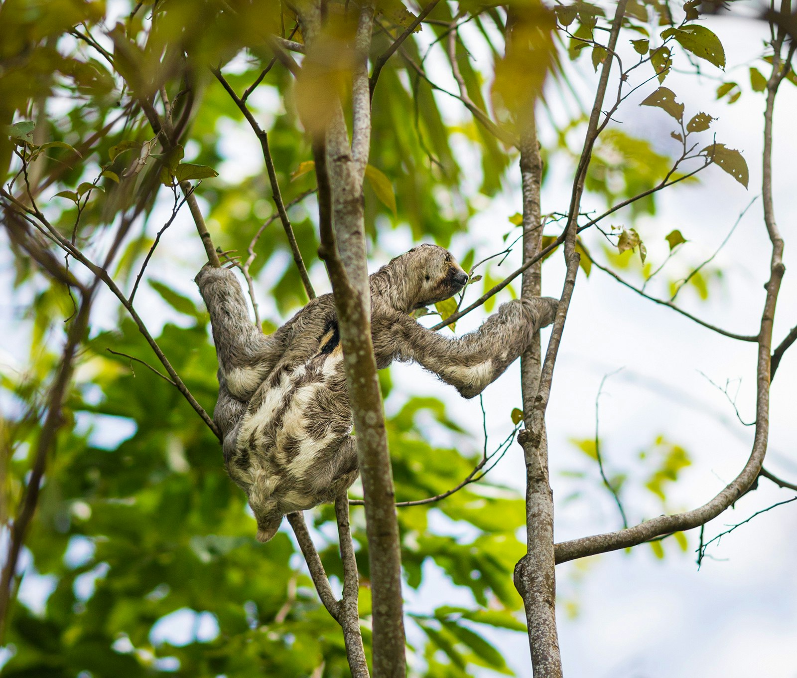 A sloth reaches across to a branch in a tree.
