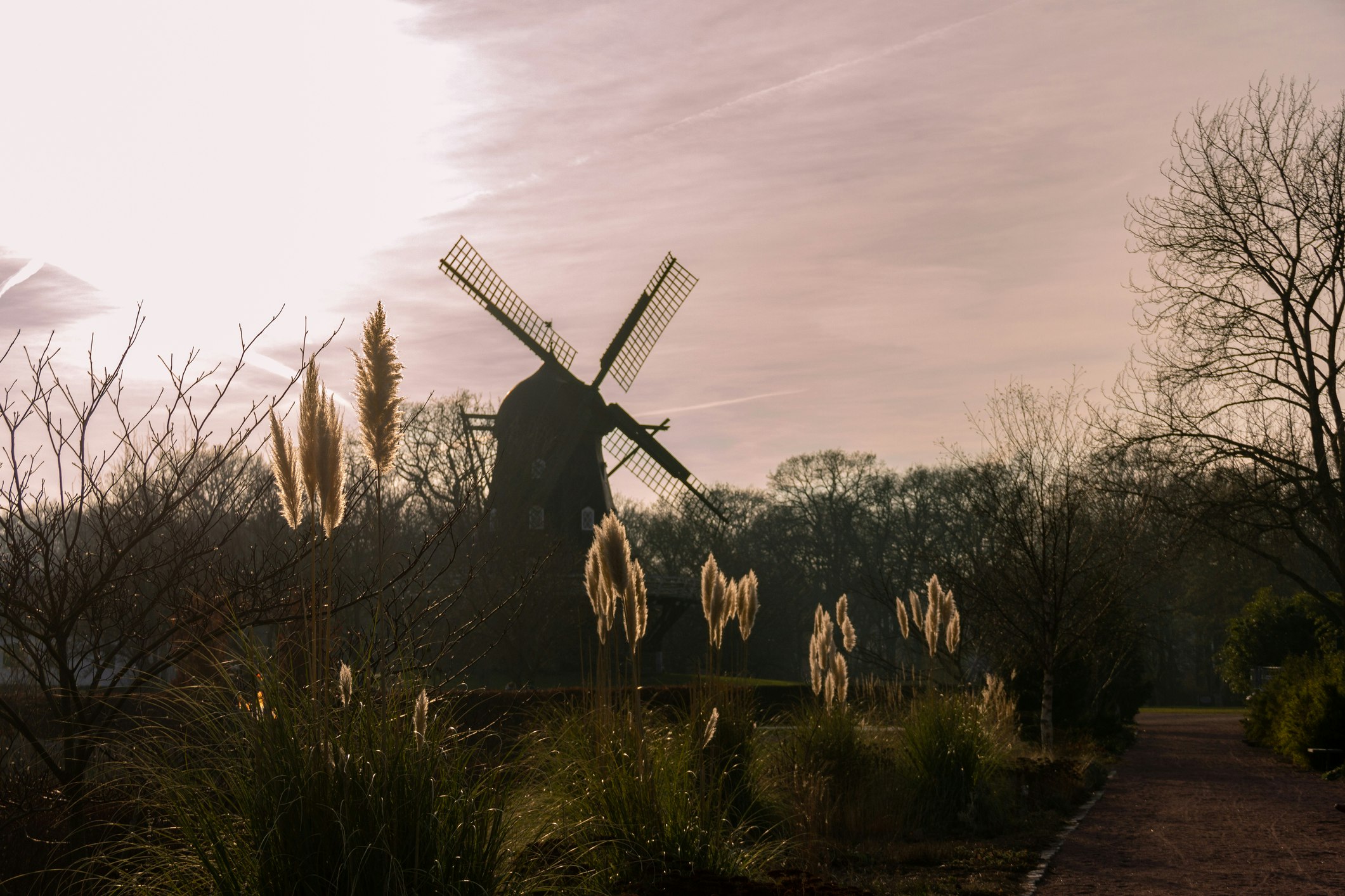 The Slottsmöllan windmill near Malmö in Skåne Sweden sits almost in silhouette against a pink sky surrounded by trees and fluffy grasses in a park  