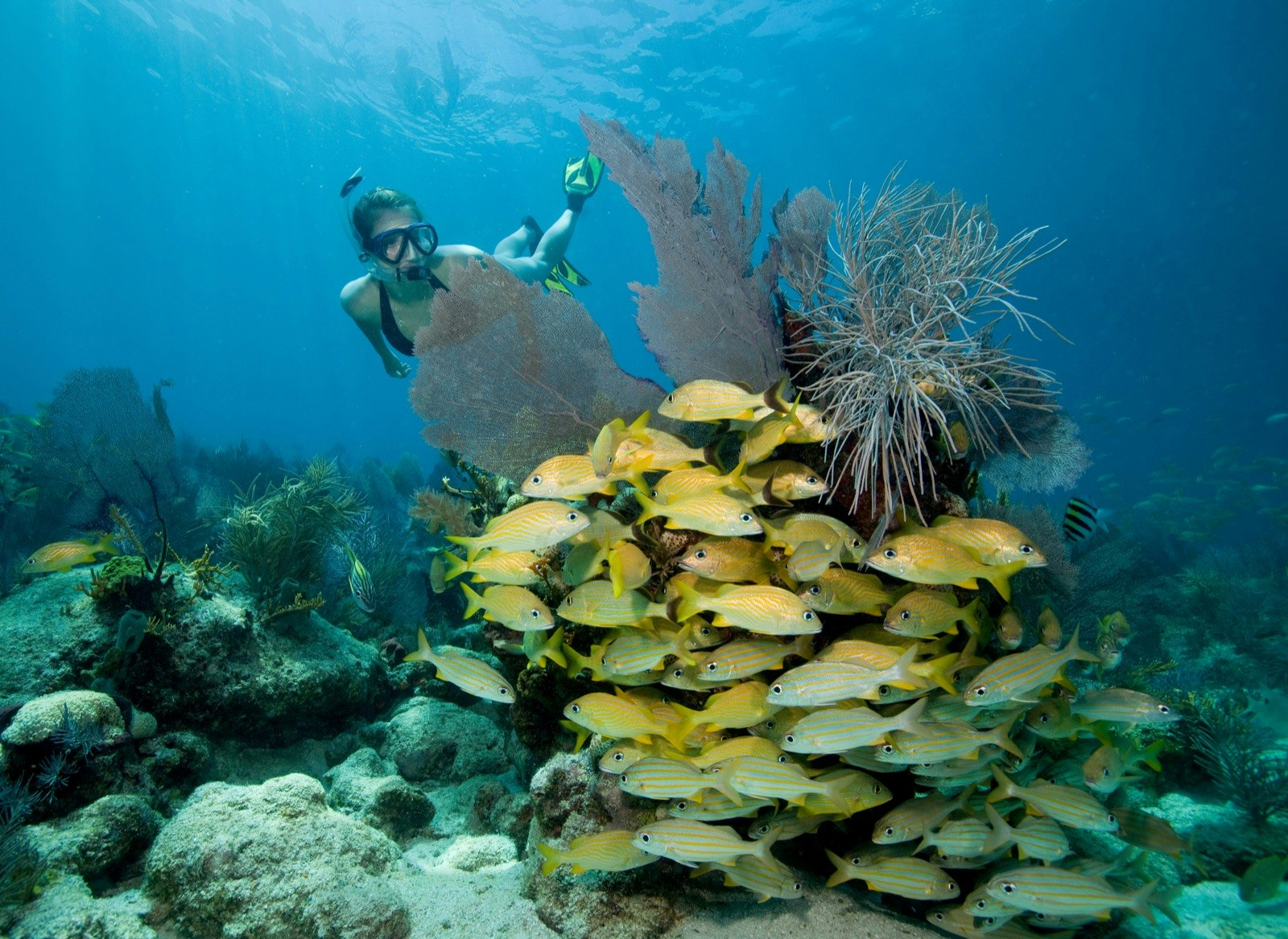Woman snorkels behind colorful fish and large fan coral