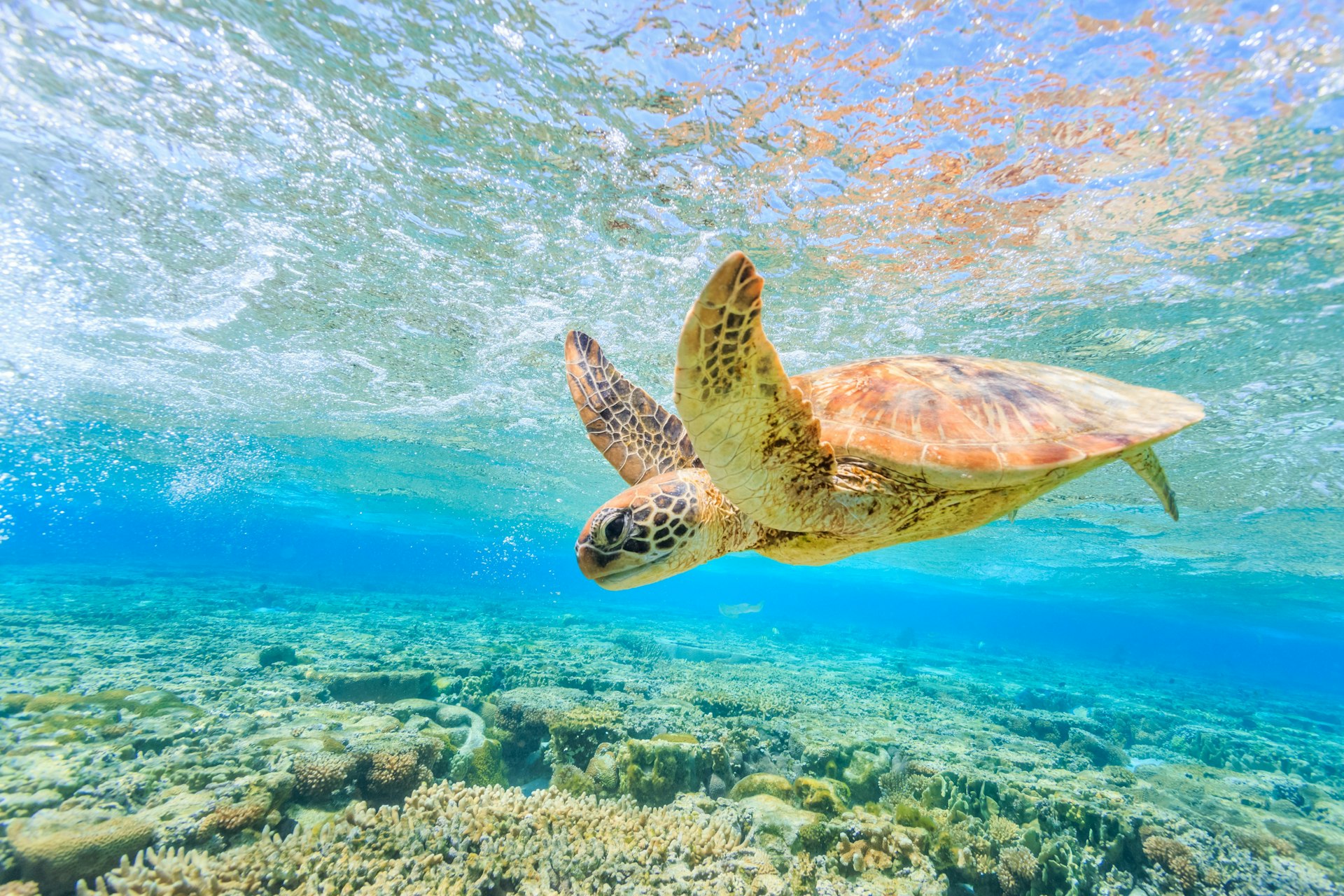 A turtle swims through the clear waters off the coast of Lady Elliot Island, Australia. Colourful corals cover the seabed.