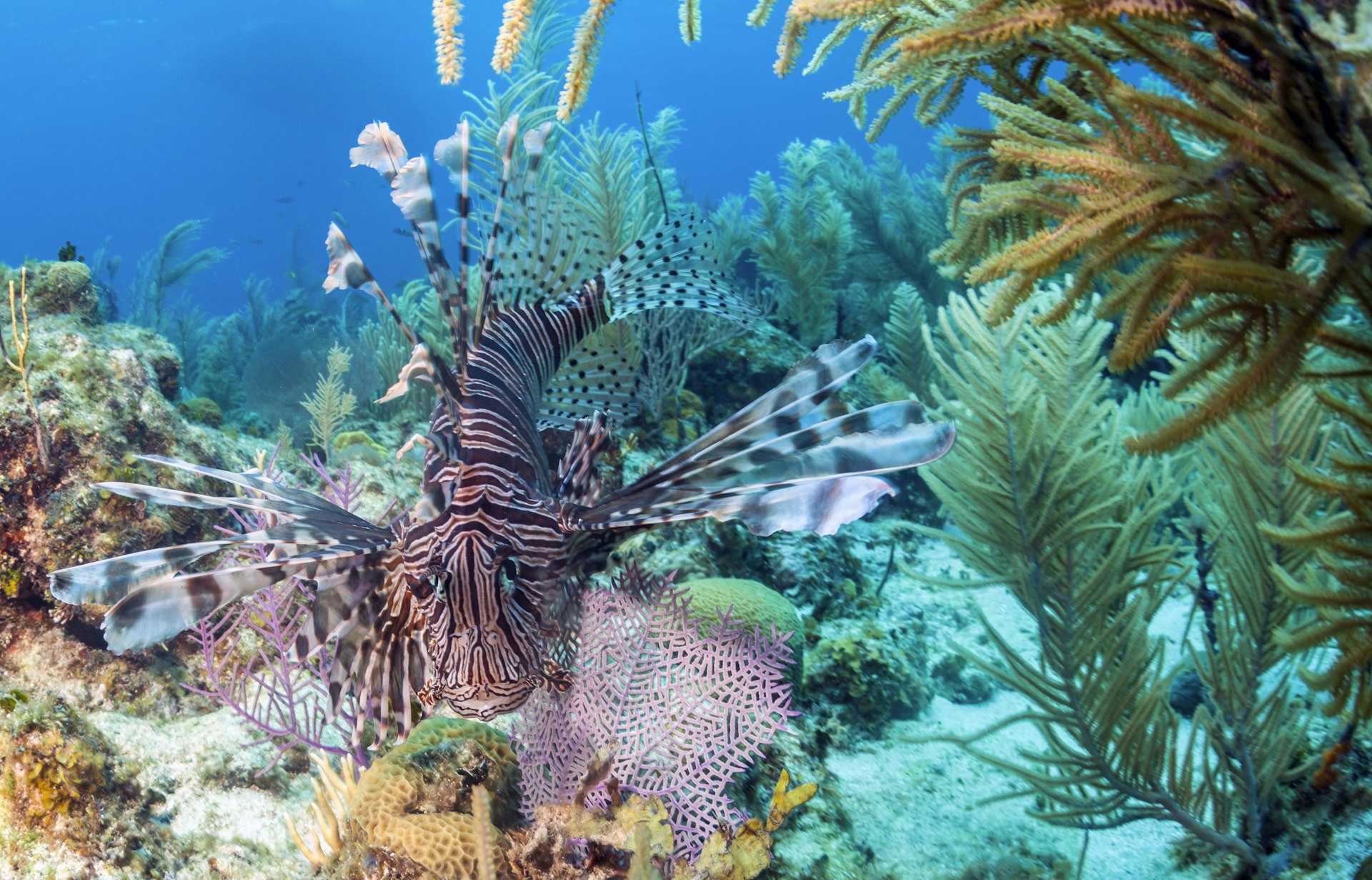 A red lionfish, which has scales that create a striped pattern and fins that splay out like wings, swims towards the camera in the waters off the coast of Honduras
