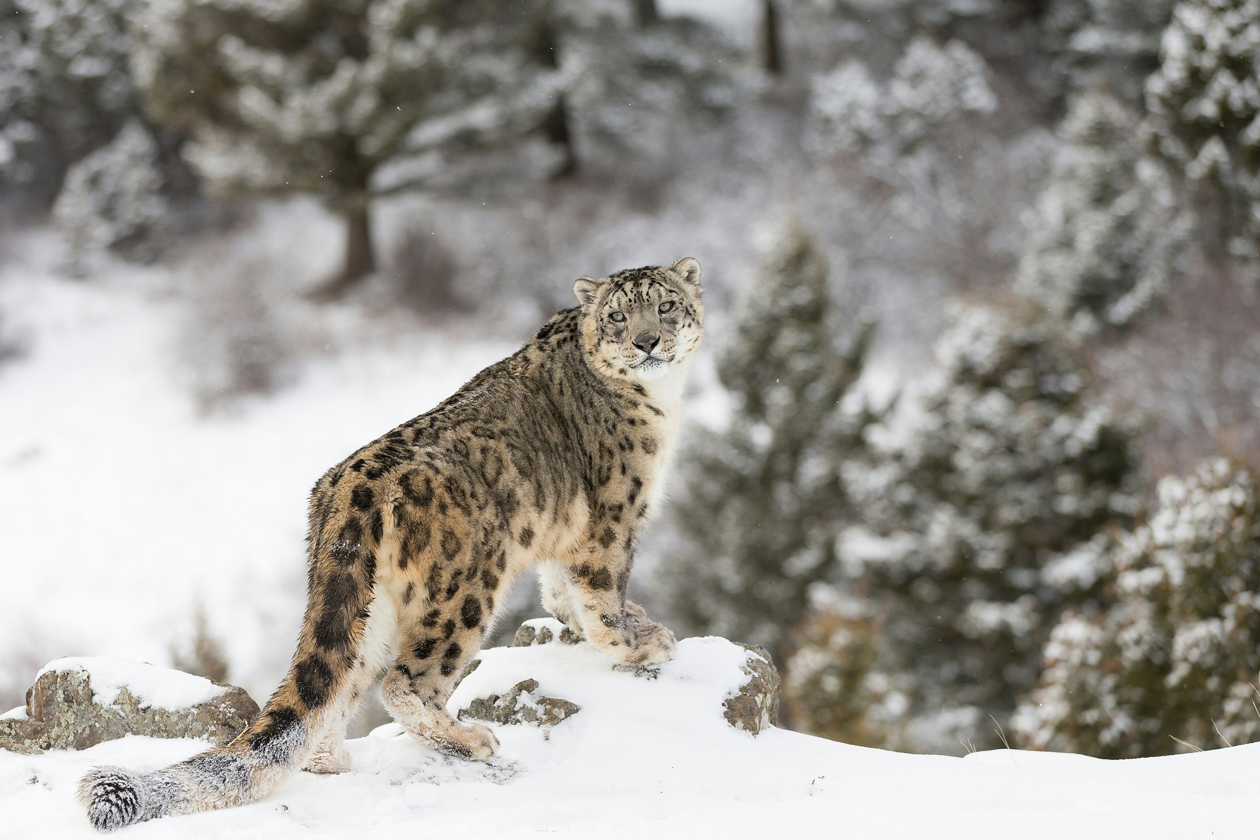 Rare and elusive Snow Leopard in winter snow