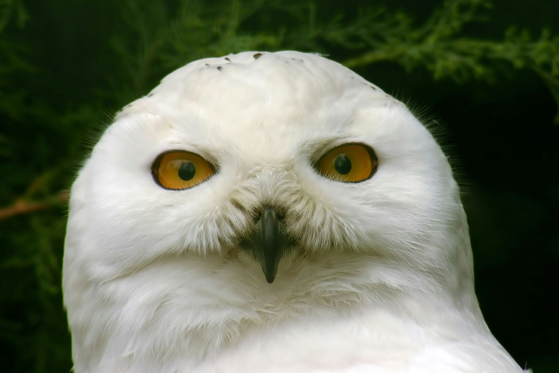 Up close photo of a snowy owl face
