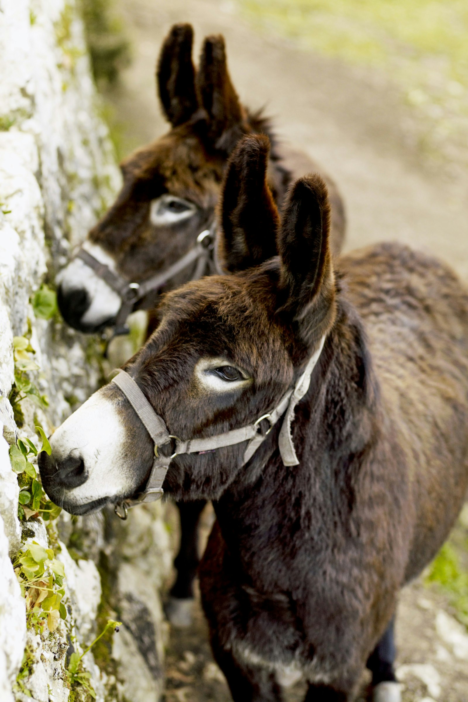 A pair of donkeys stand by an old stone wall