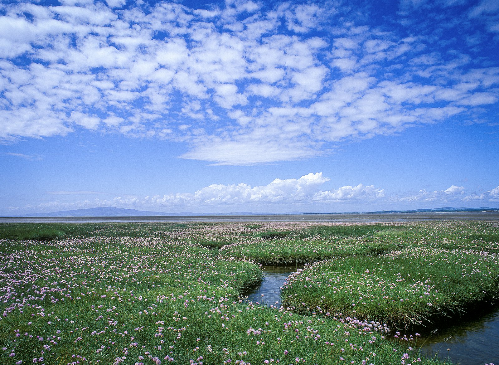 Small pink flowers bloom on grassy patches in a salt marsh. The sky is blue with small clouds. England.