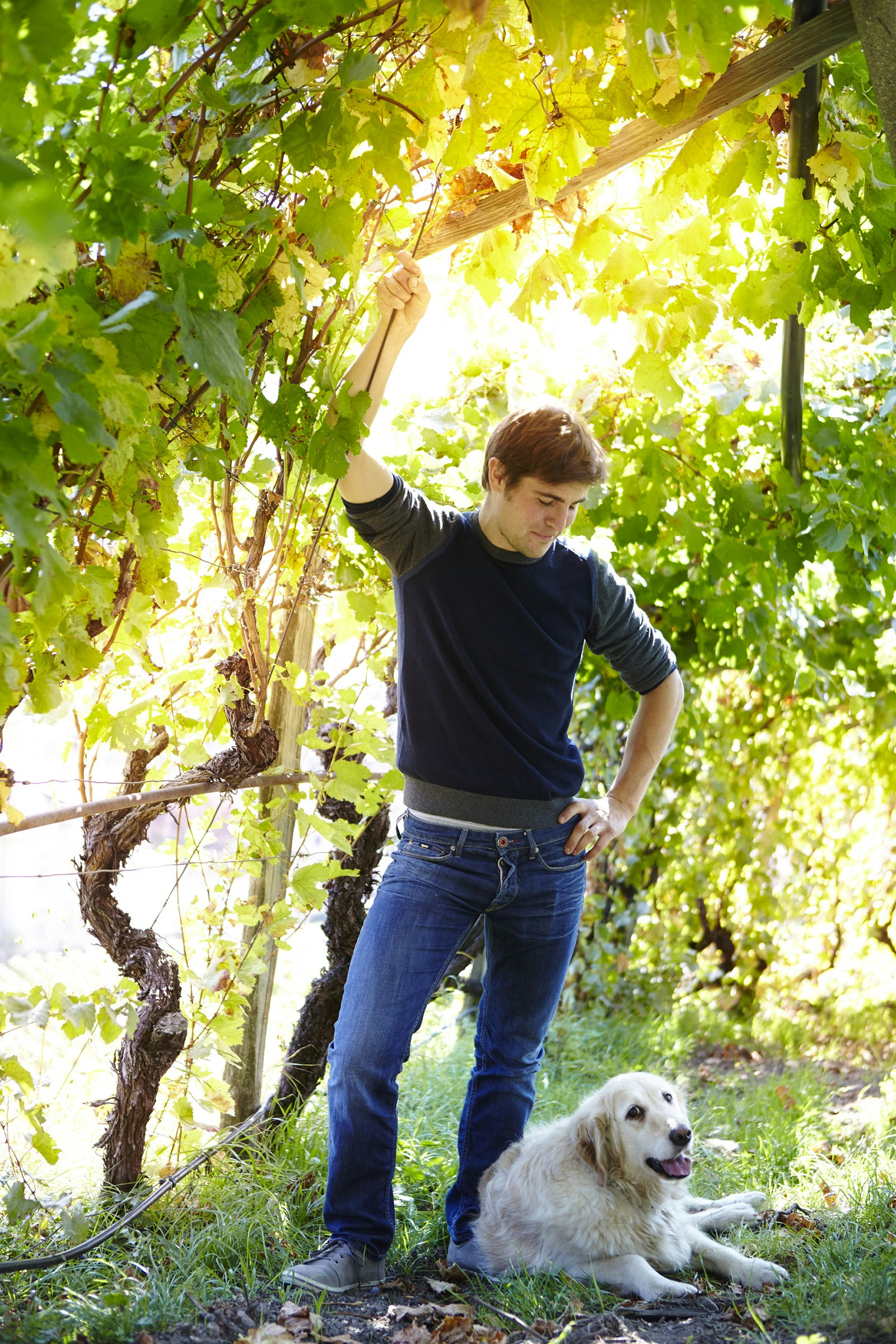 Grape vines shade winemaker Florian Gojer and golden retriever Max
