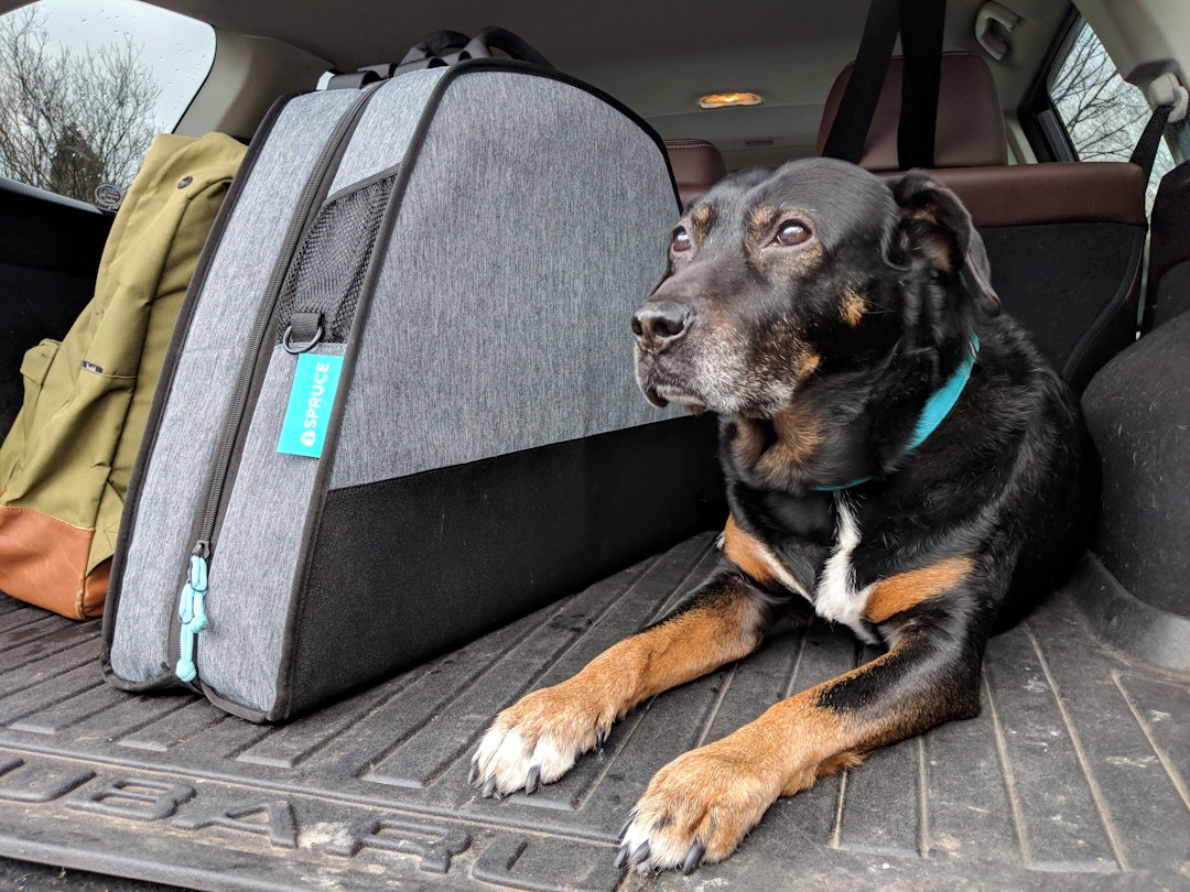 Spruce's foldable dog bed in the open trunk of a car, next to a black and brown dog