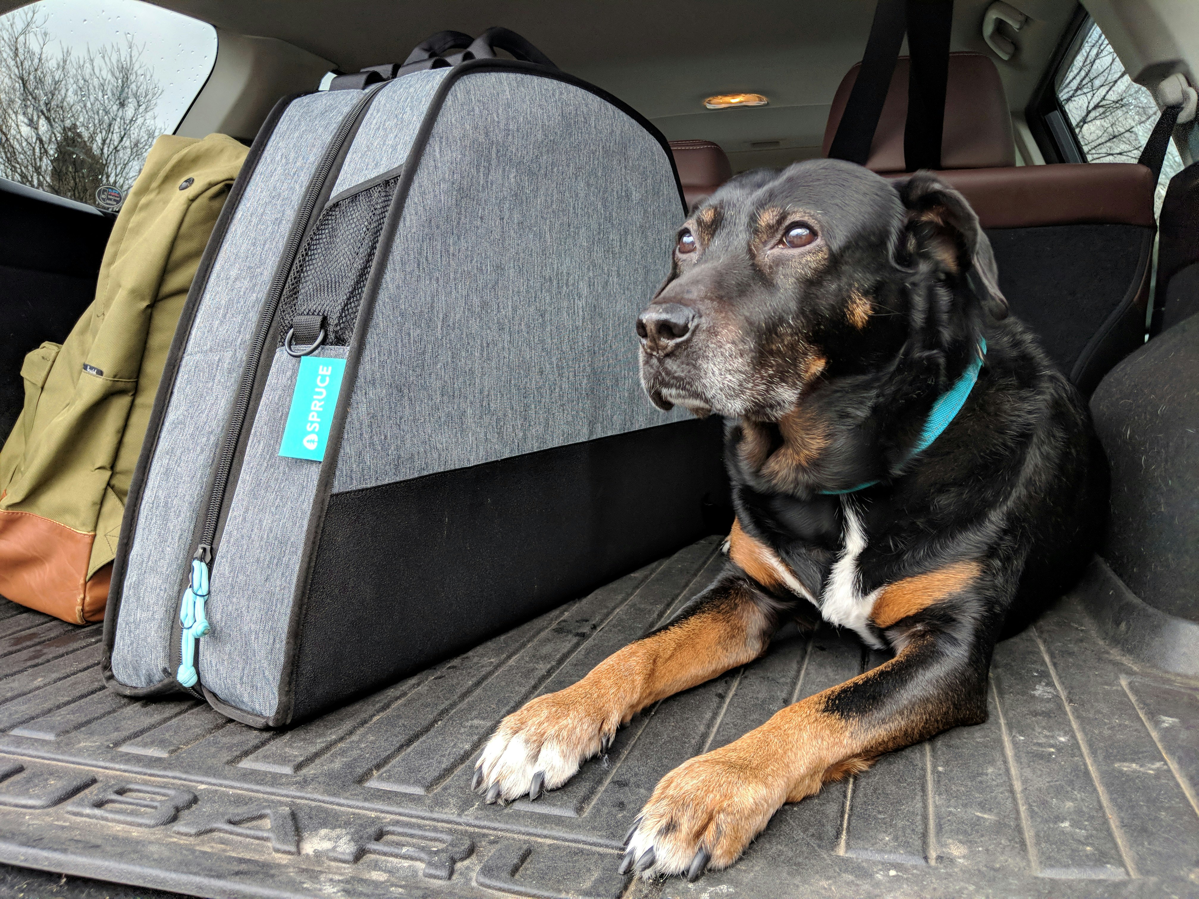 Spruce's dog bed folded up