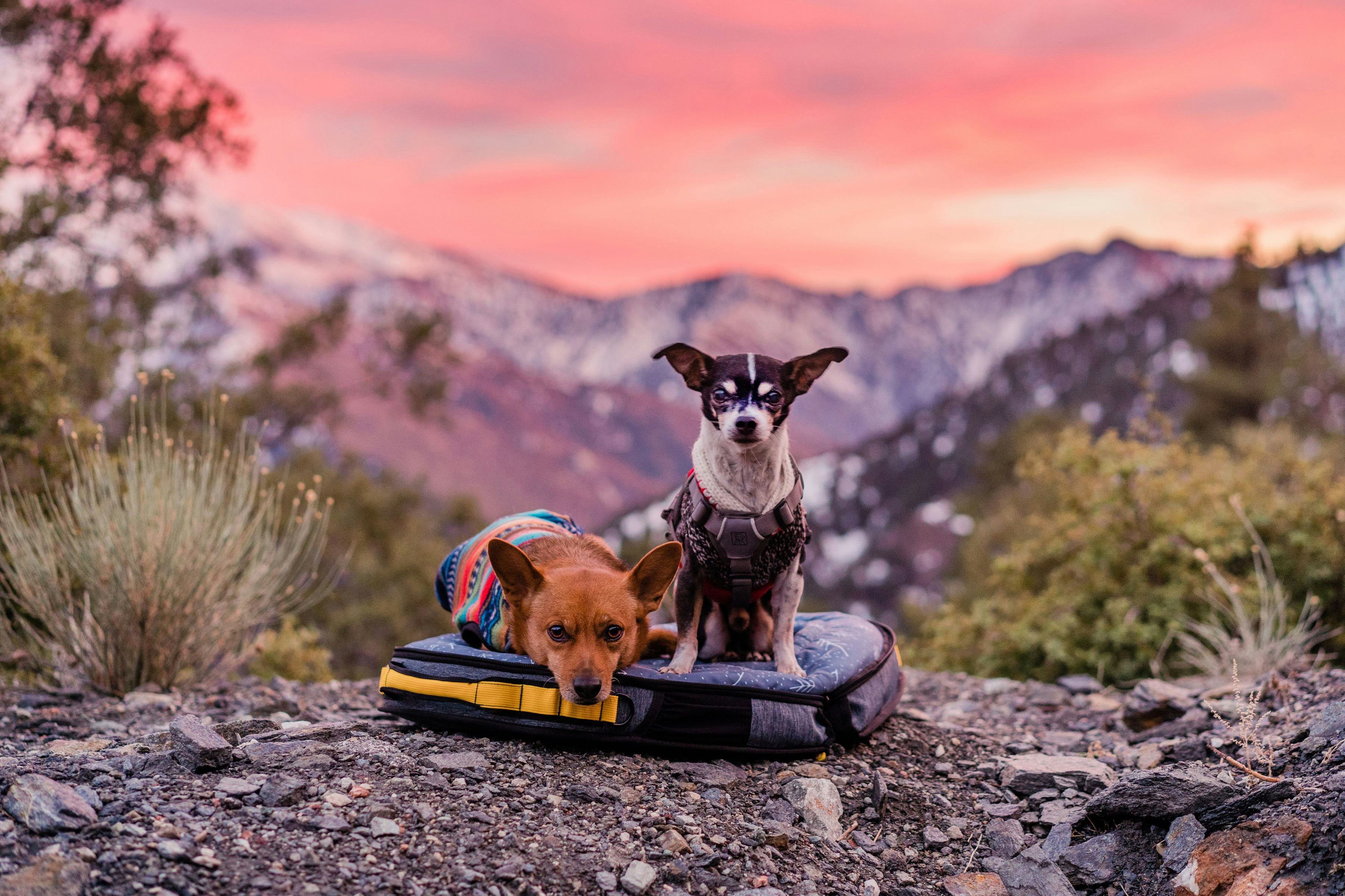 Two dogs in a Spruce foldable bed, at sunset with mountains in the background