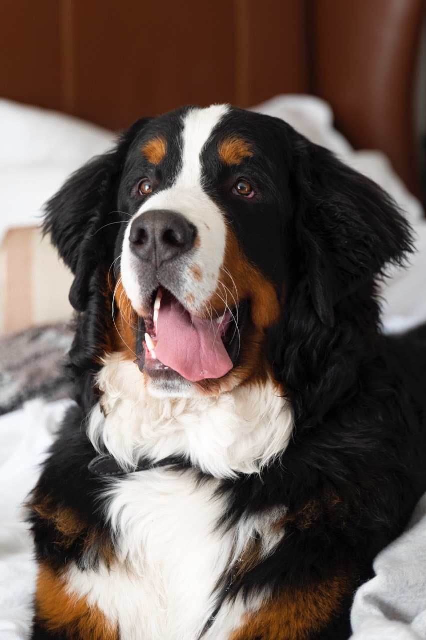 closeup of Kitty the Bernese mountain dog with his tongue out