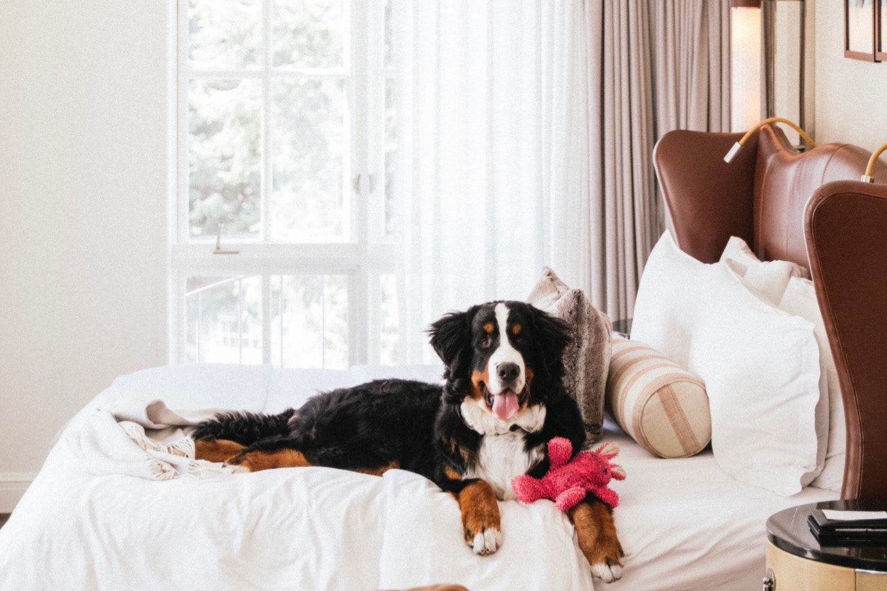 Kitty the Bernese mountain dog, on a bed at the St. Regis Aspen