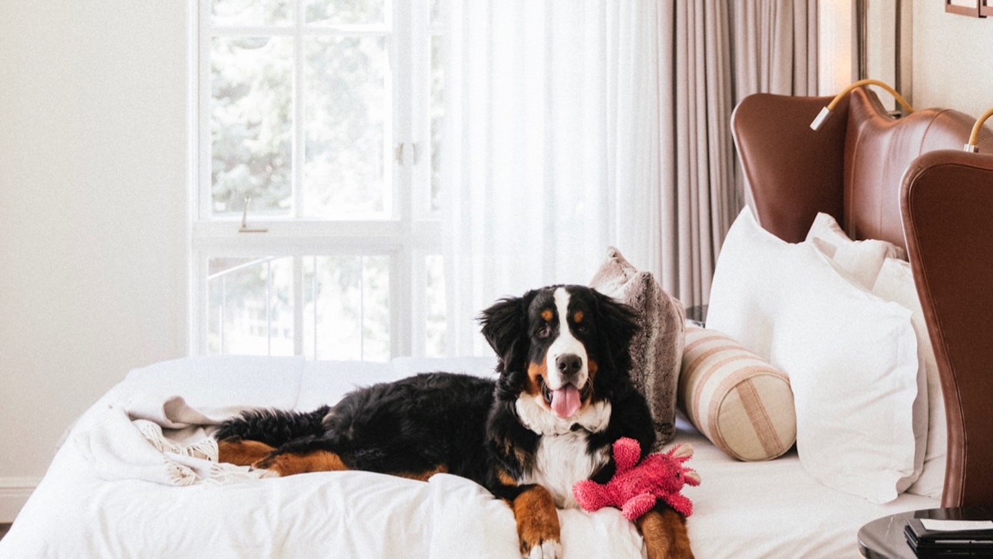 Kitty the Bernese mountain dog, on a bed at the St. Regis Aspen