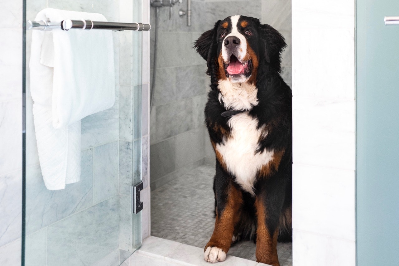 Kitty the Bernese mountain dog, in a shower stall at the St. Regis Aspen