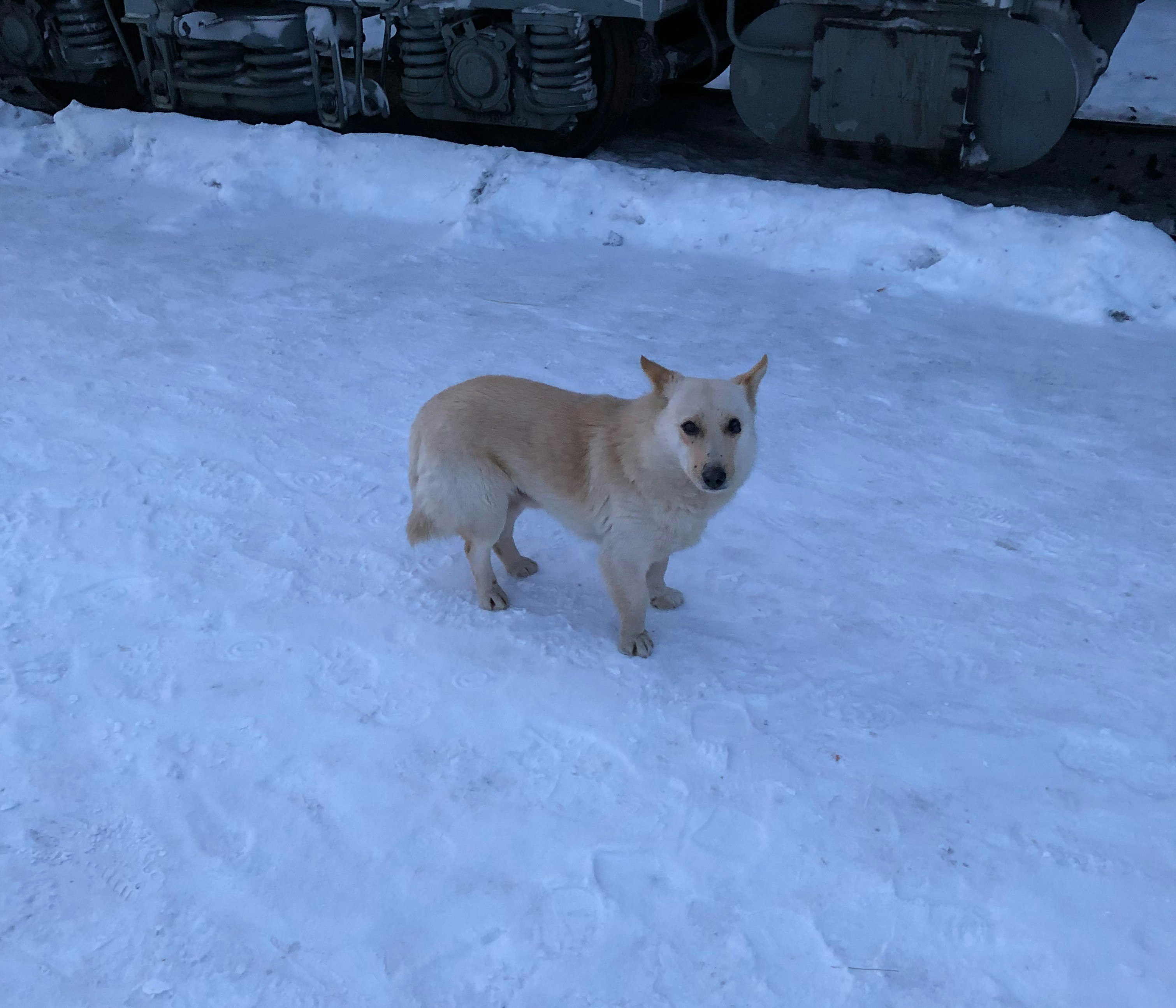 A white-gold coloured dog looks nervously up at the camera, as she stands on a snowy train platform.