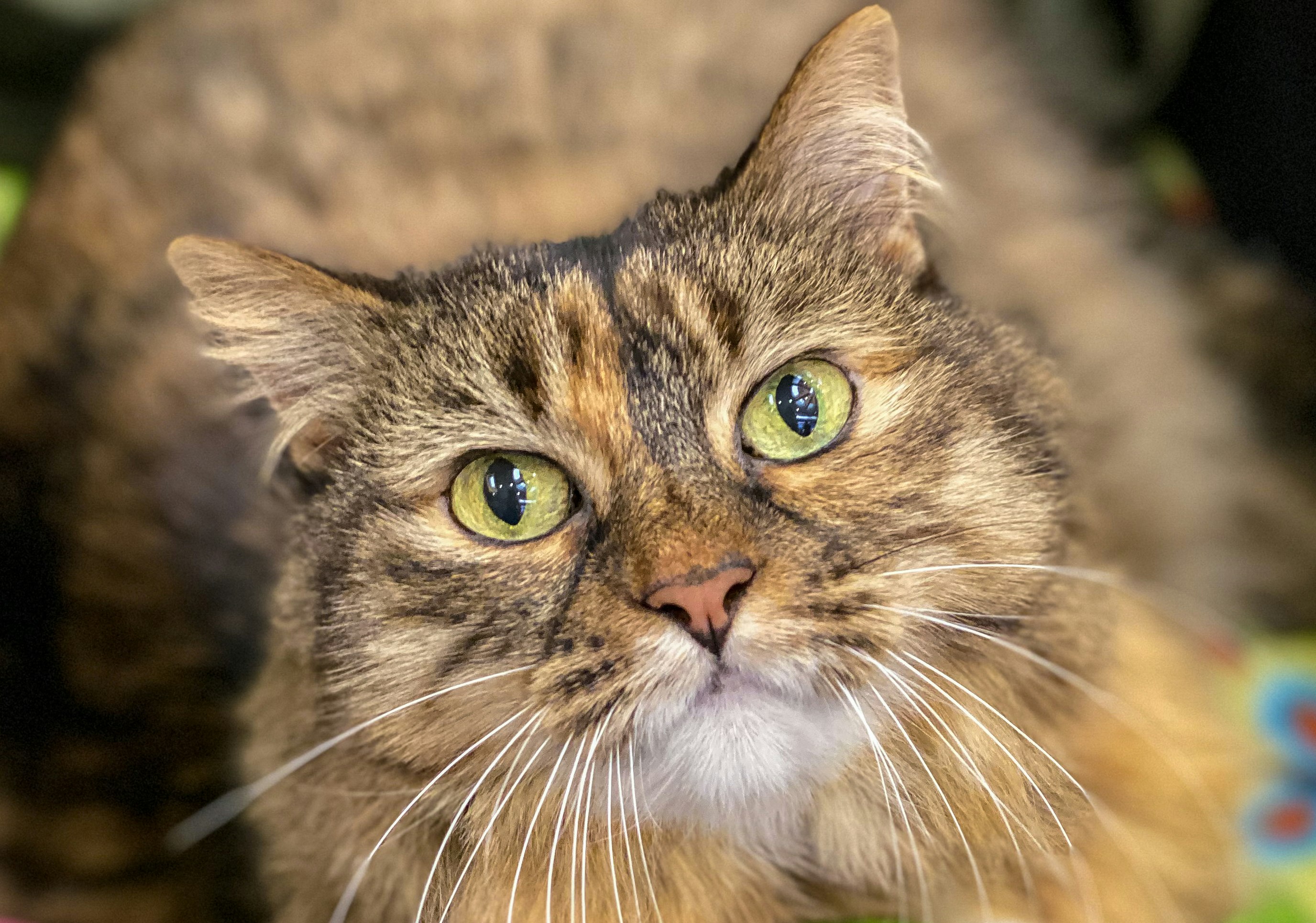 A mixed-breed therapy cat 