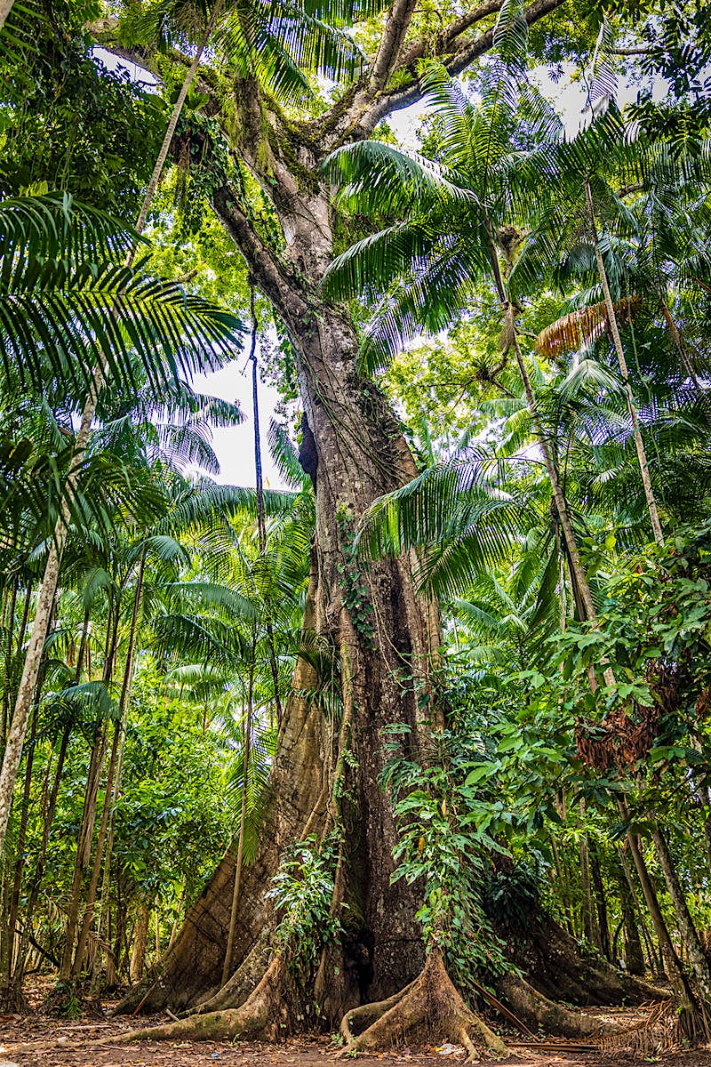 Sumauma_BrazilianAmazon-30ad109e76ad.jpg A sumaúma tree reaches towards clear skies, it's huge base covering a large expanse of ground.
