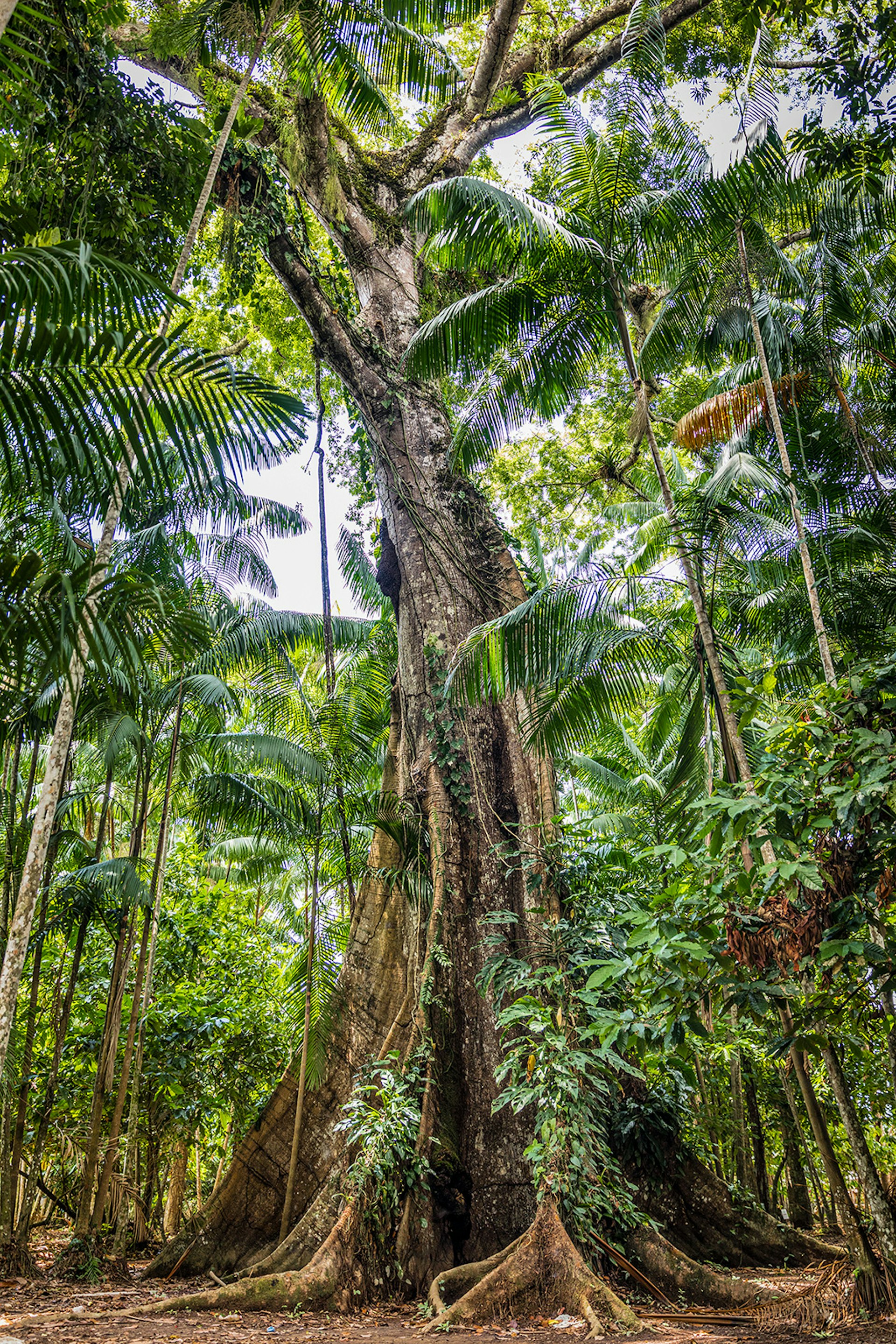 A sumaúma tree reaches towards clear skies, it's huge base covering a large expanse of ground.