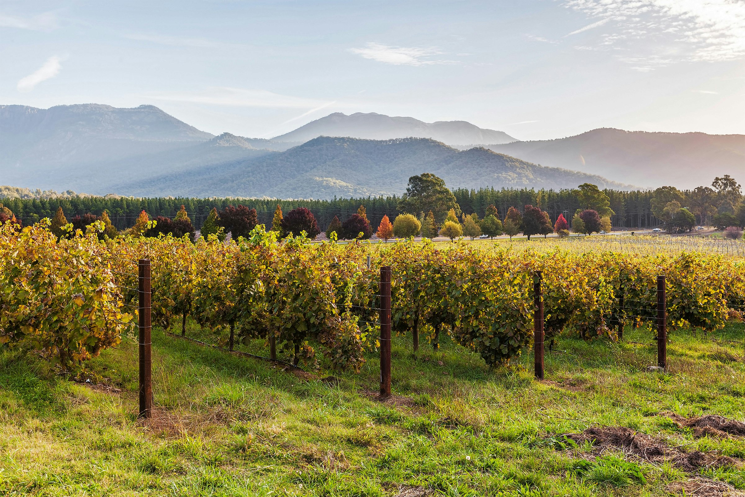 A vineyard in autumn. 