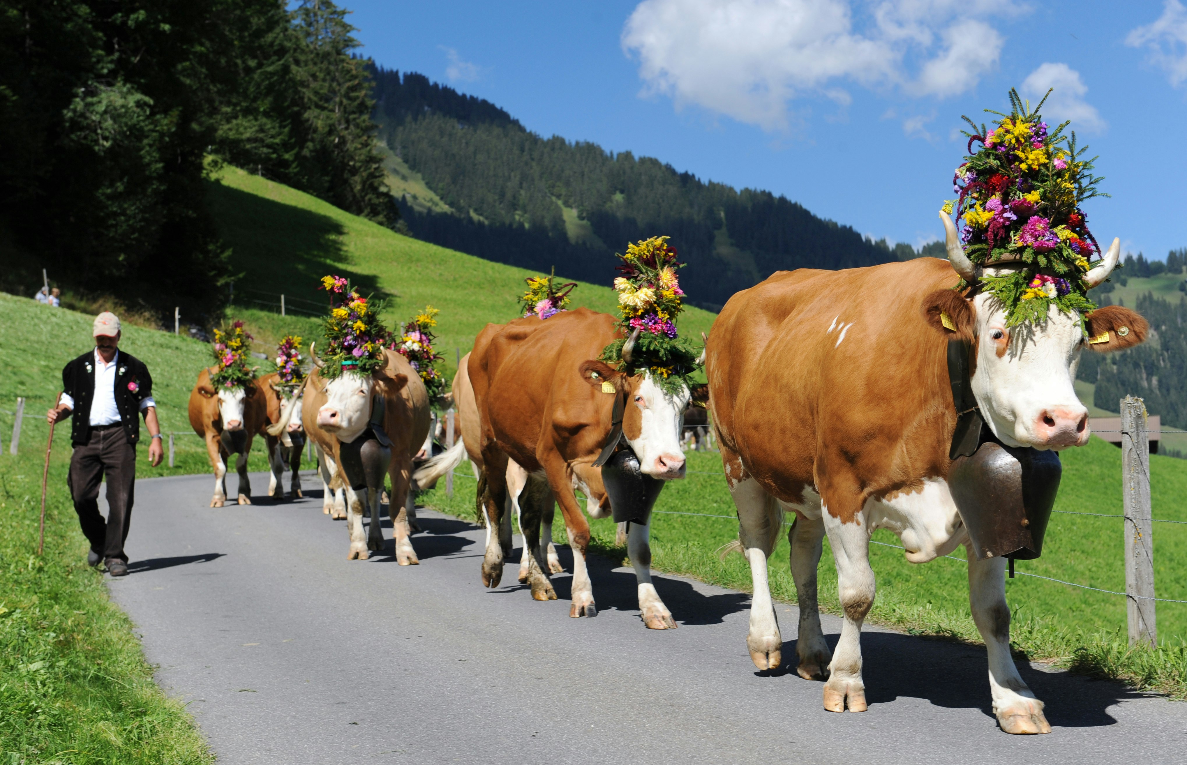 As part of the Swiss Cow Festival, herders bring the cows down the mountain festooned with special bells, flowers, and other ceremonial finery.