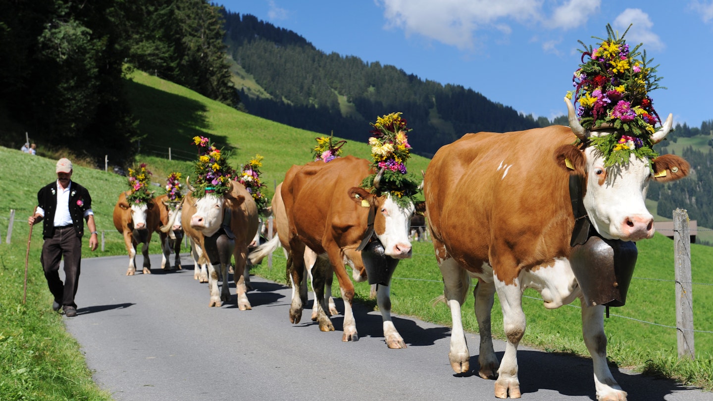 https://lp-cms-production.imgix.net/image_browser/Swiss%20Cow%20Festival%20-%20The%20cows%20coming%20down%20the%20mountain%20-Swiss%20Image%20Bank%20-%20Andreas%20Mueller.jpg?auto=format&w=1440&h=810&fit=crop&q=75