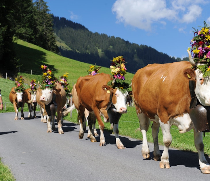 Swiss Cow Festival - The cows coming down the mountain -Swiss Image Bank - Andreas Mueller.jpg