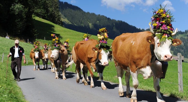 Swiss Cow Festival - The cows coming down the mountain -Swiss Image Bank - Andreas Mueller.jpg