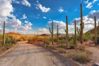 Tall cacti alongside a dirt road.jpg