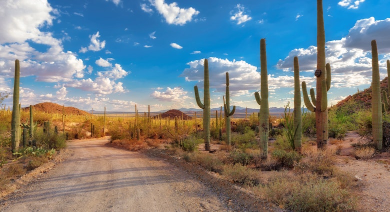 Tall cacti alongside a dirt road.jpg
