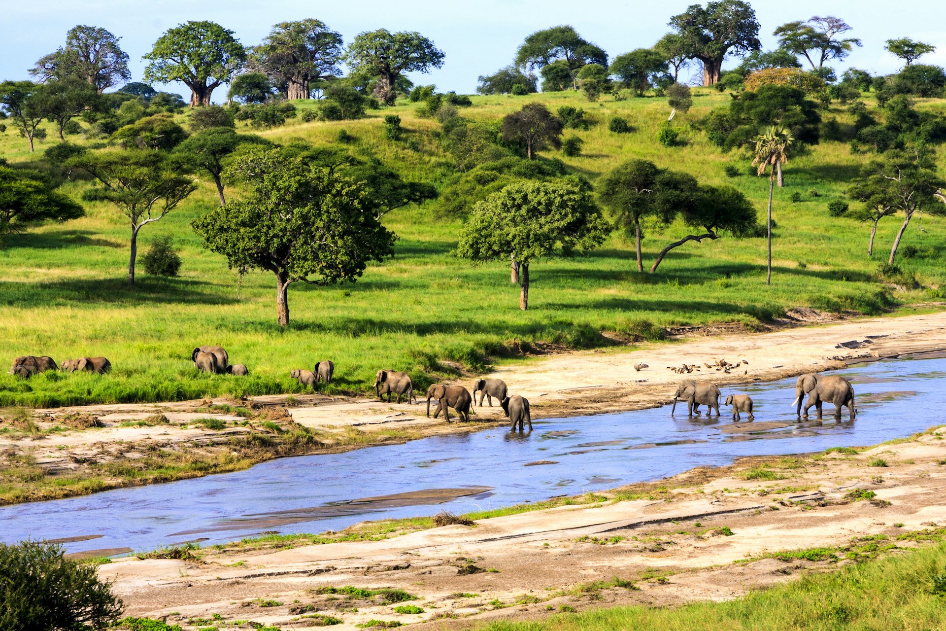 Elephants cross the river in Serengeti National Park, Tanzania; women adventure travel 