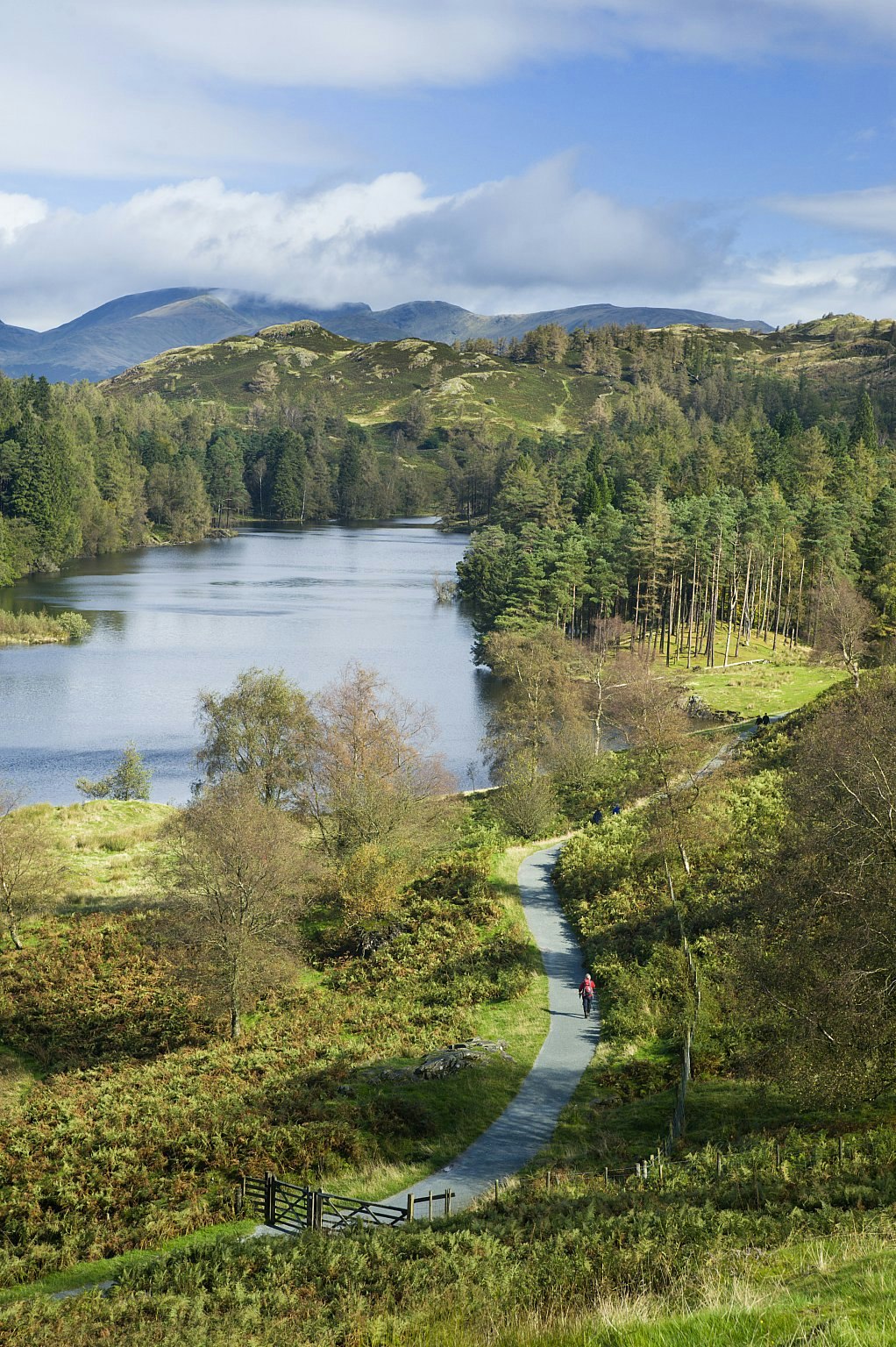 A person walks along a lane next to Tarn Hows, a lake in England's Lake District surrounded by trees and rolling hills.