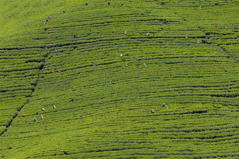 Tea pickers working in a tea plantation in Sri Lanka. Though small, the workers stand out against the green fields due to their colourful saris.