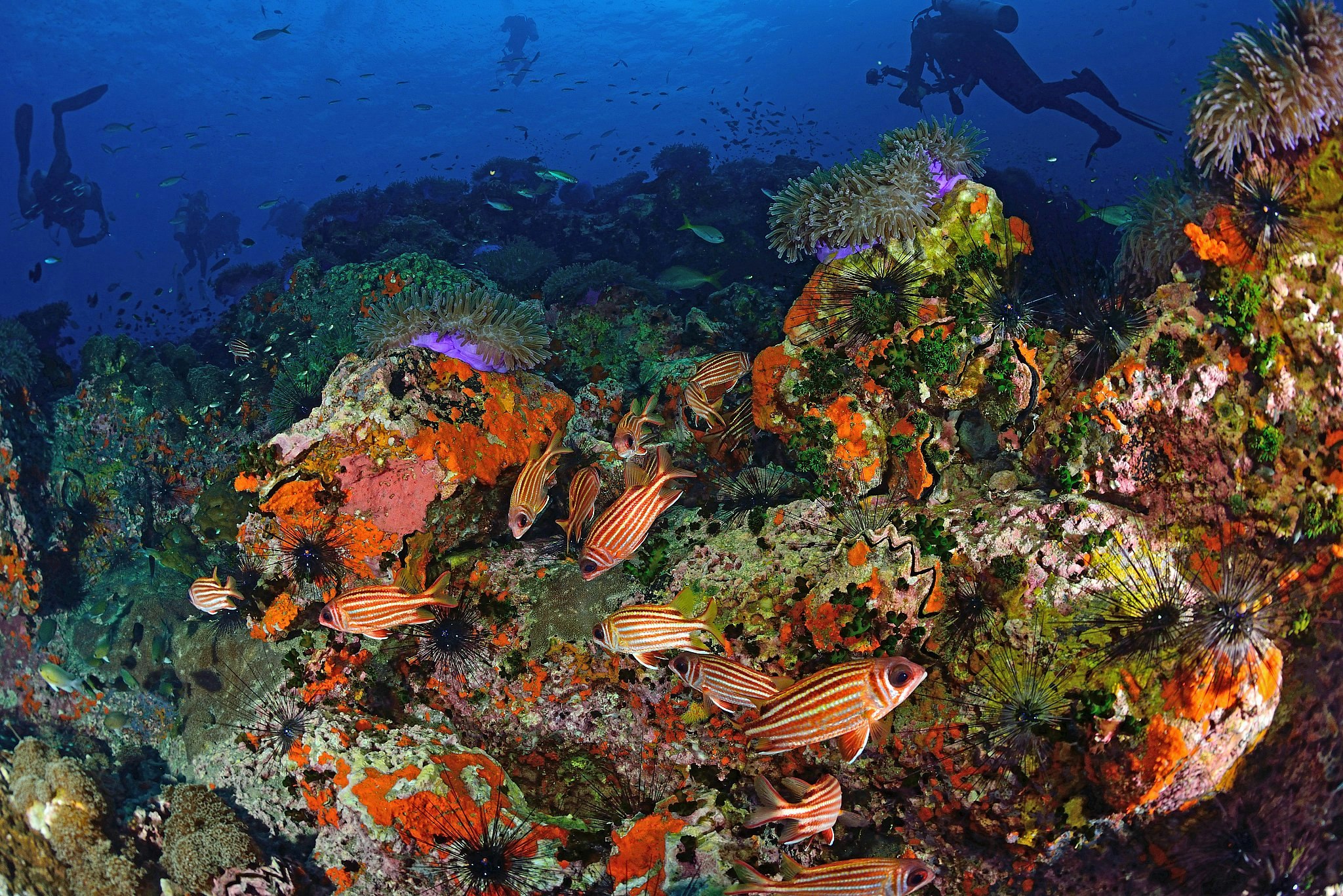 A shoal of orange and white striped tropical fish swimming past coral, with divers in the background.