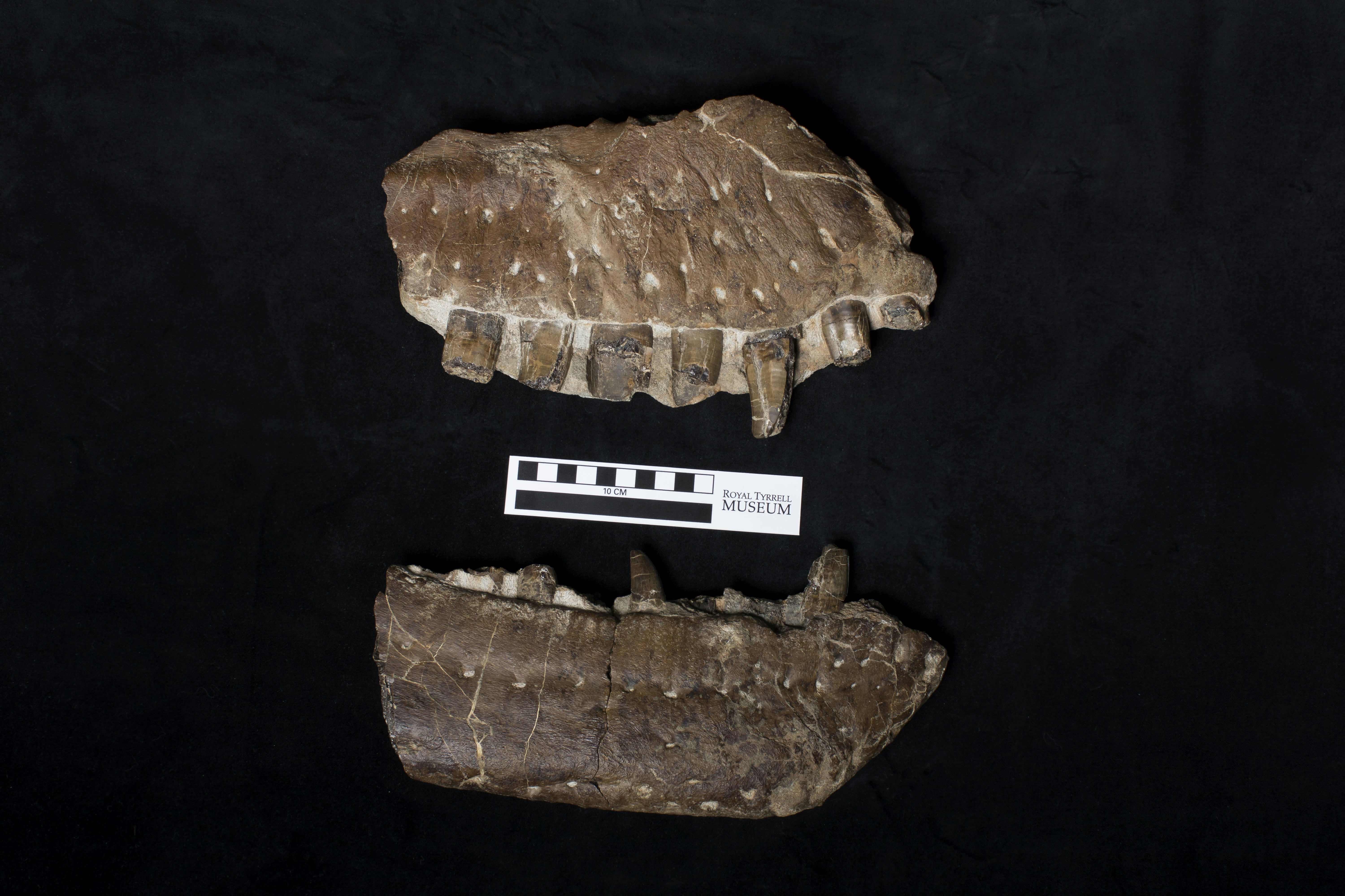 Thanatotheristes upper and lower jaw