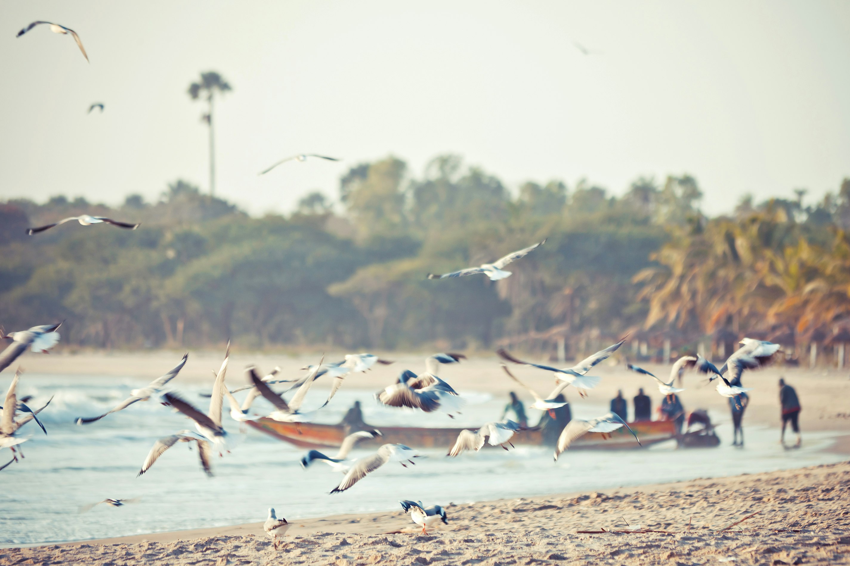 Birds fly with boats in the background on the coast of the Gambia. 