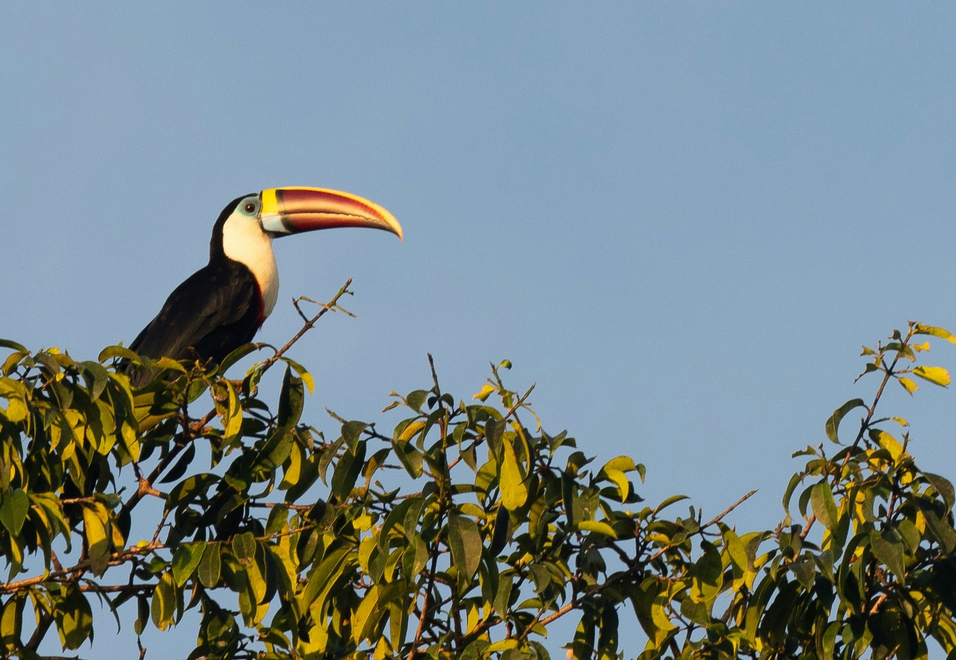 A toco toucans sits atop a tree; its body is black, while its face and upper breast is white. The area around the eye is blueish green; the beak is bright yellow, orange, black and various shades of purple.