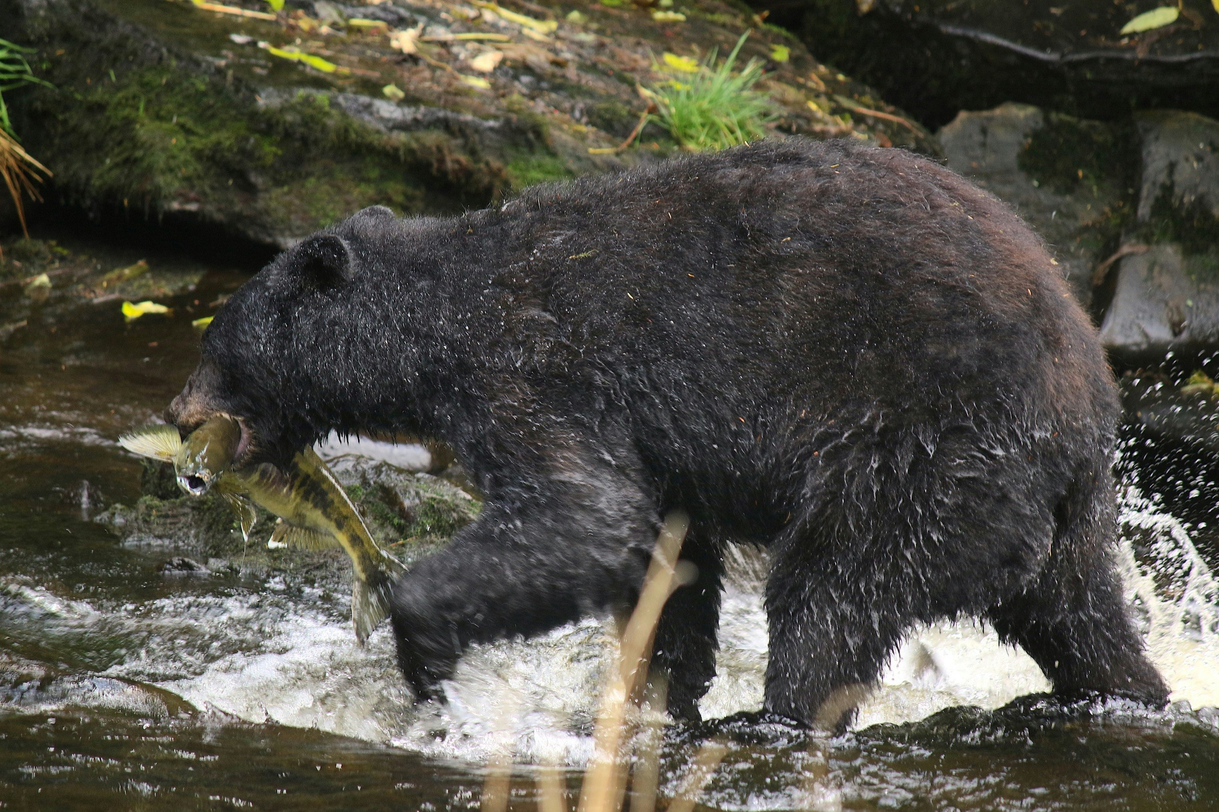 A bear with a salmon in its mouth has water dripping from his fur as he leaves a stream in Alaska's Tongass National Forest
