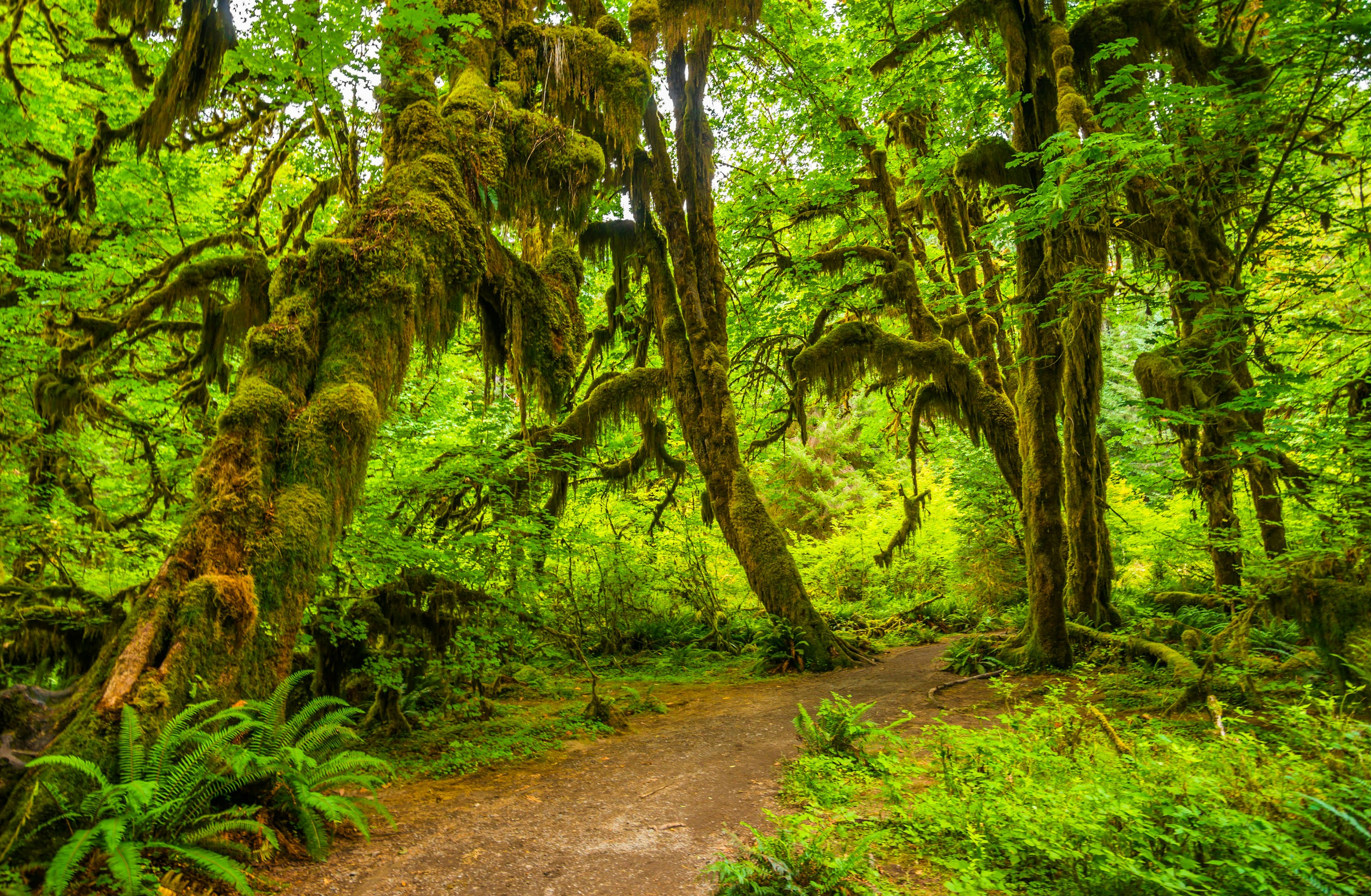 Moss covered trees at Hoh Rain Forest in Olympic National Park, Washington.
