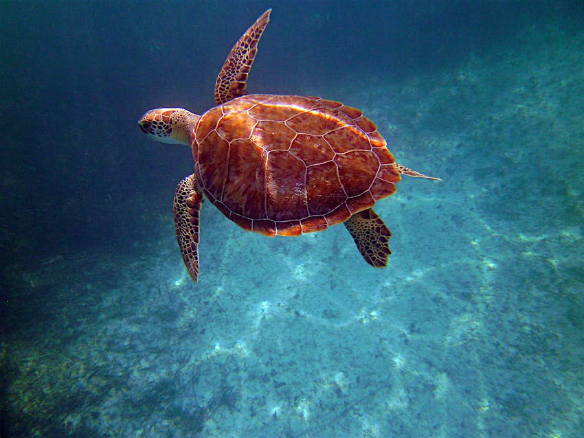 Turks&Caicos-Turtle.jpg A sea turtle glides underwater; caribbean sea turtles
