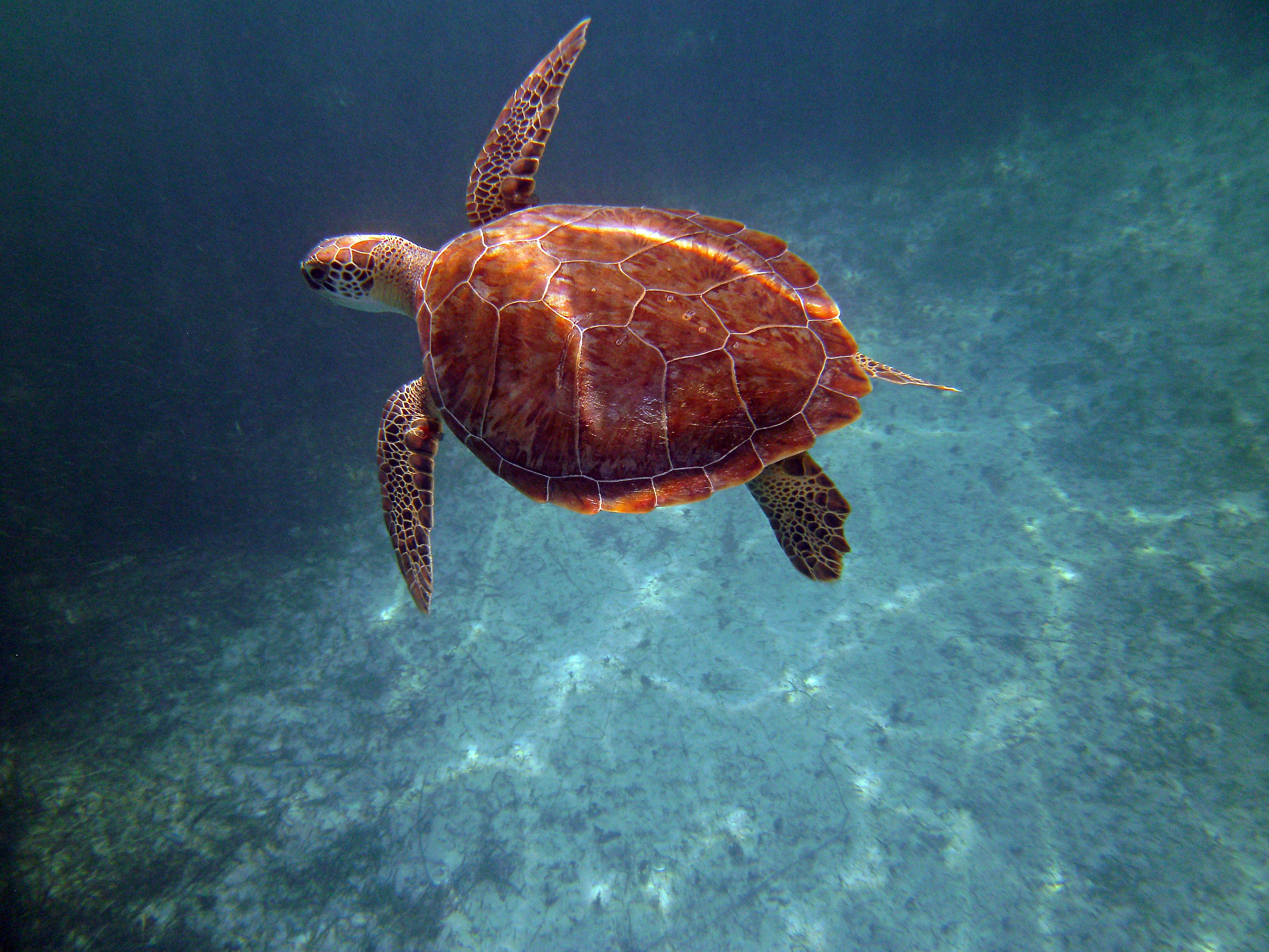 A sea turtle glides underwater; caribbean sea turtles