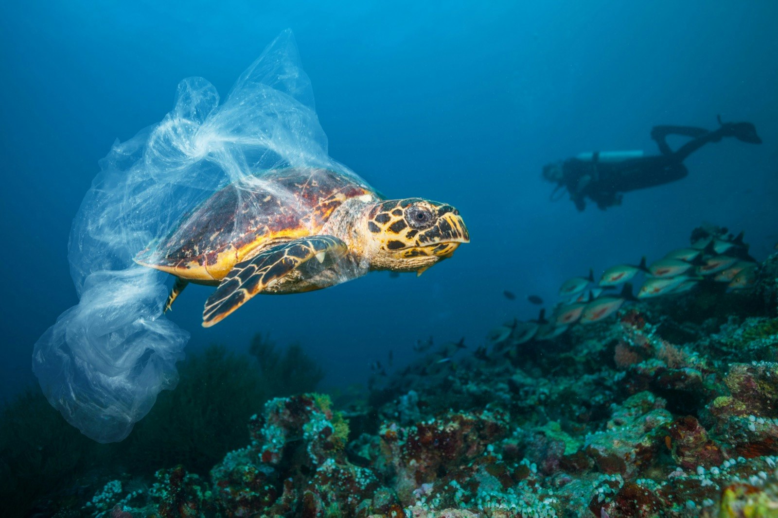 A hawks ridley turtle swims with a plastic trash bag around its neck with a scuba diver in the background