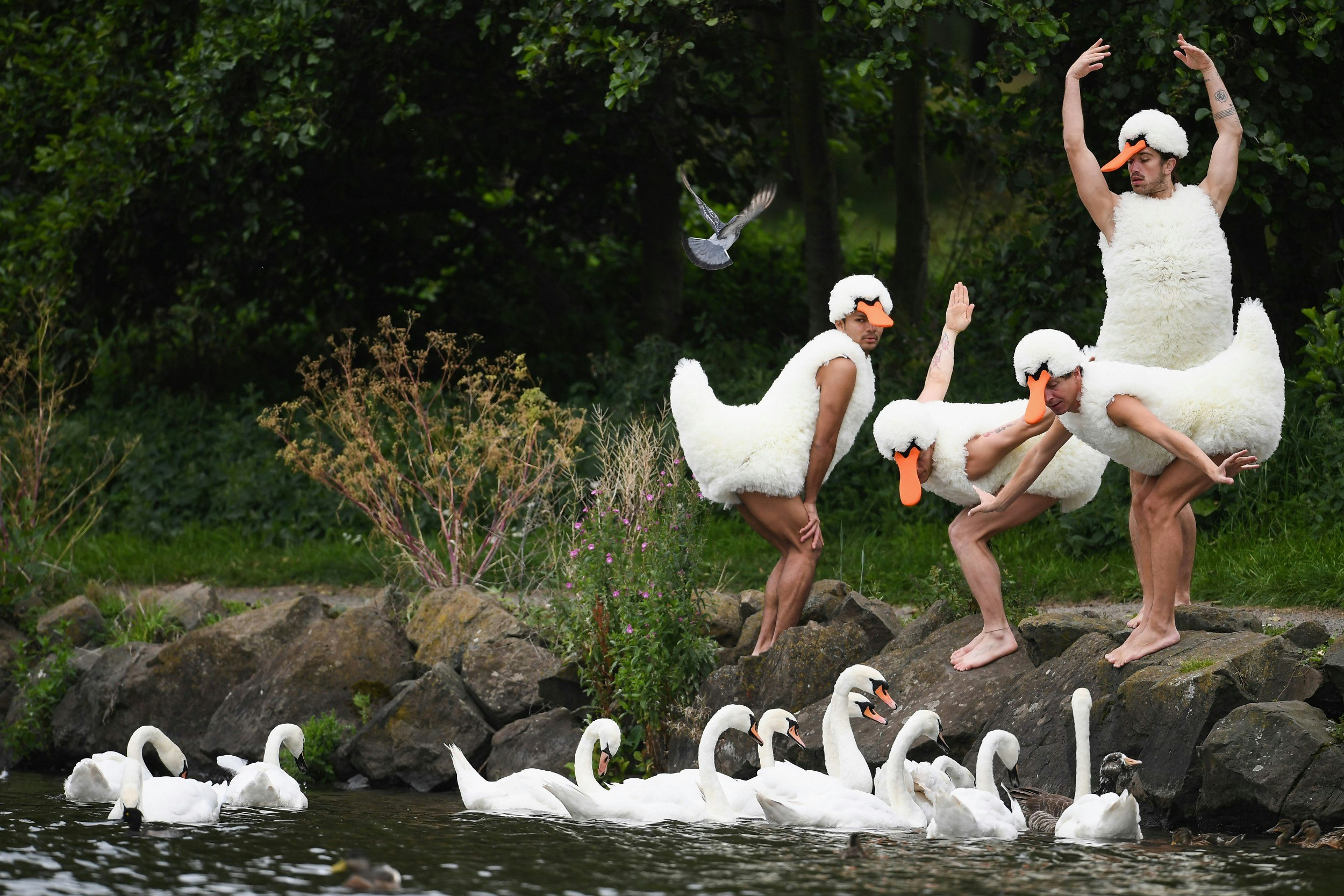 Performers dressed as swans pictured beside real swans in a river