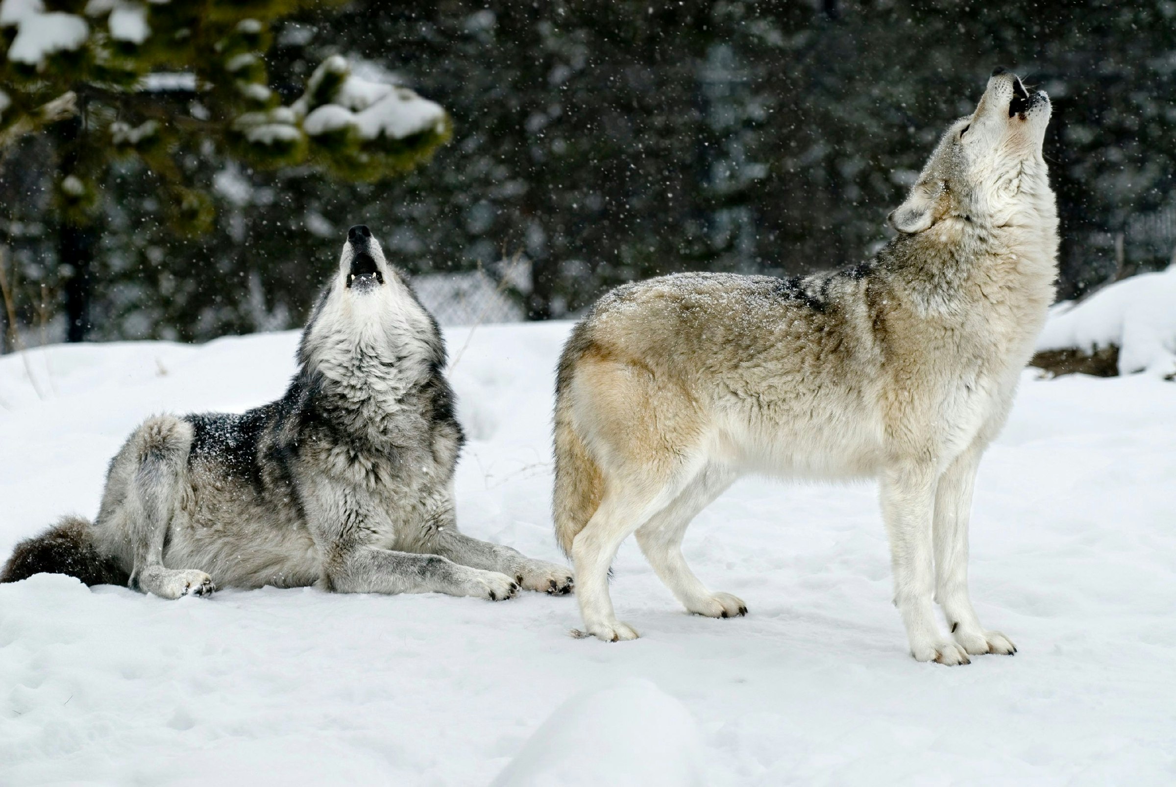A pair of howling wolves in a snowy forest at Yellowstone National Park.