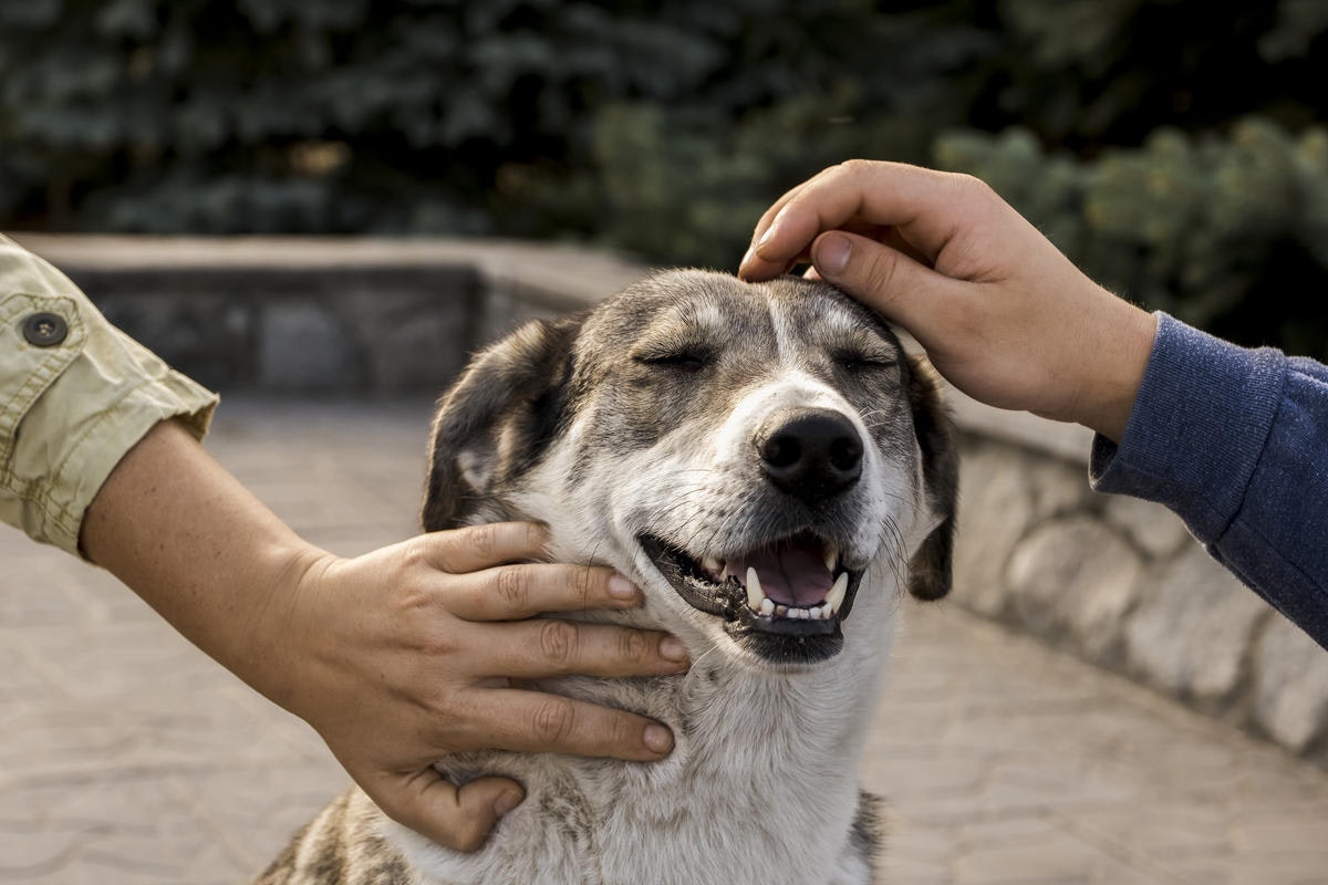 A happy-looking dog gets a head rub from volunteers in Chernobyl