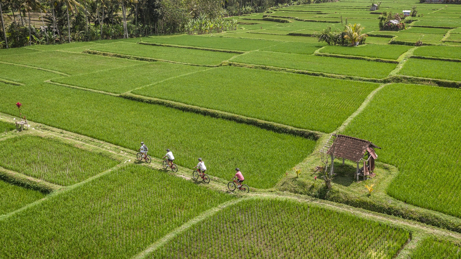People cycling through rice fields.jpg