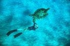 Underwater Photos - Turtle.jpg