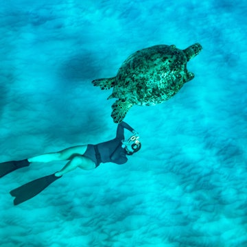 Underwater Photos - Turtle.jpg