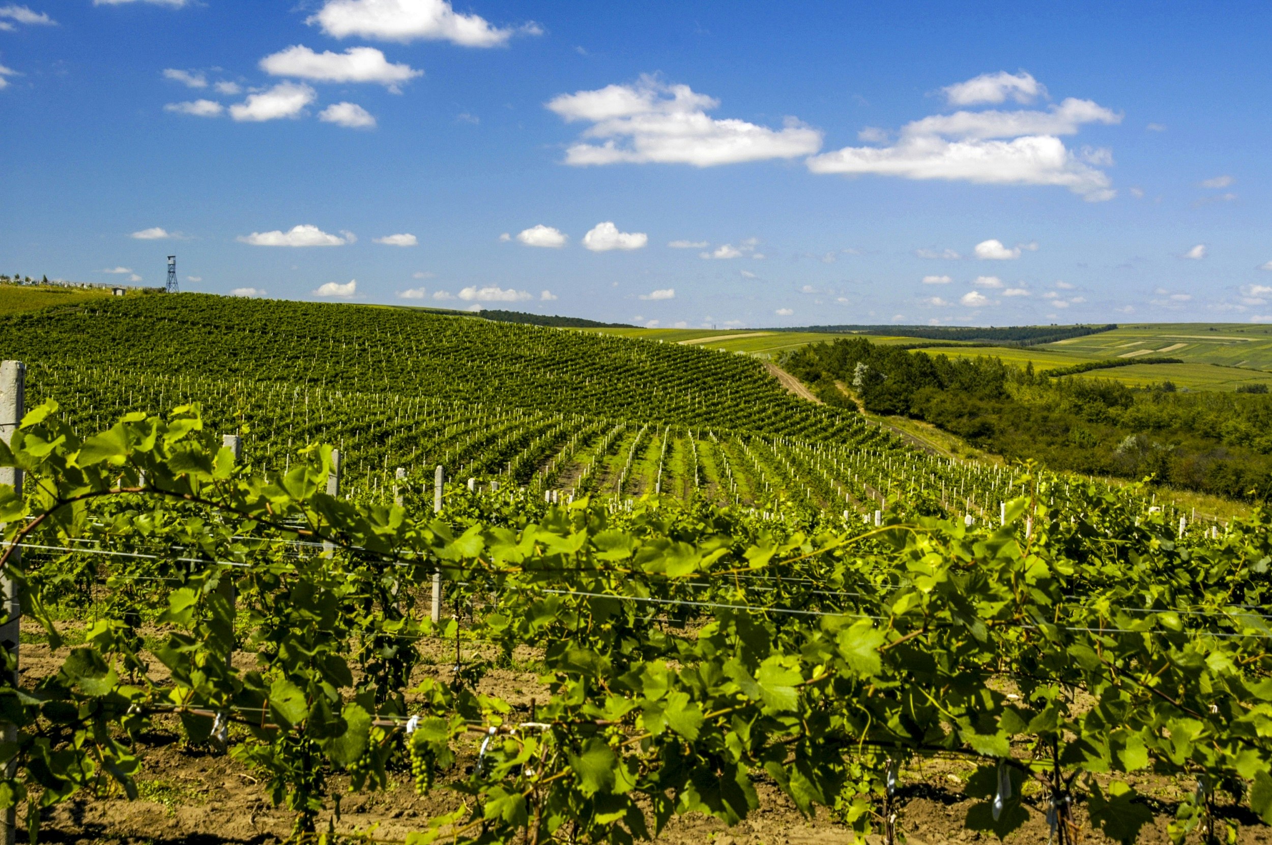 The sun shines on neat rows of bright green vines stretching to the horizon; the blue sky has a few small white clouds