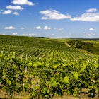Vineyards-Cricova-winery-Moldova.jpg