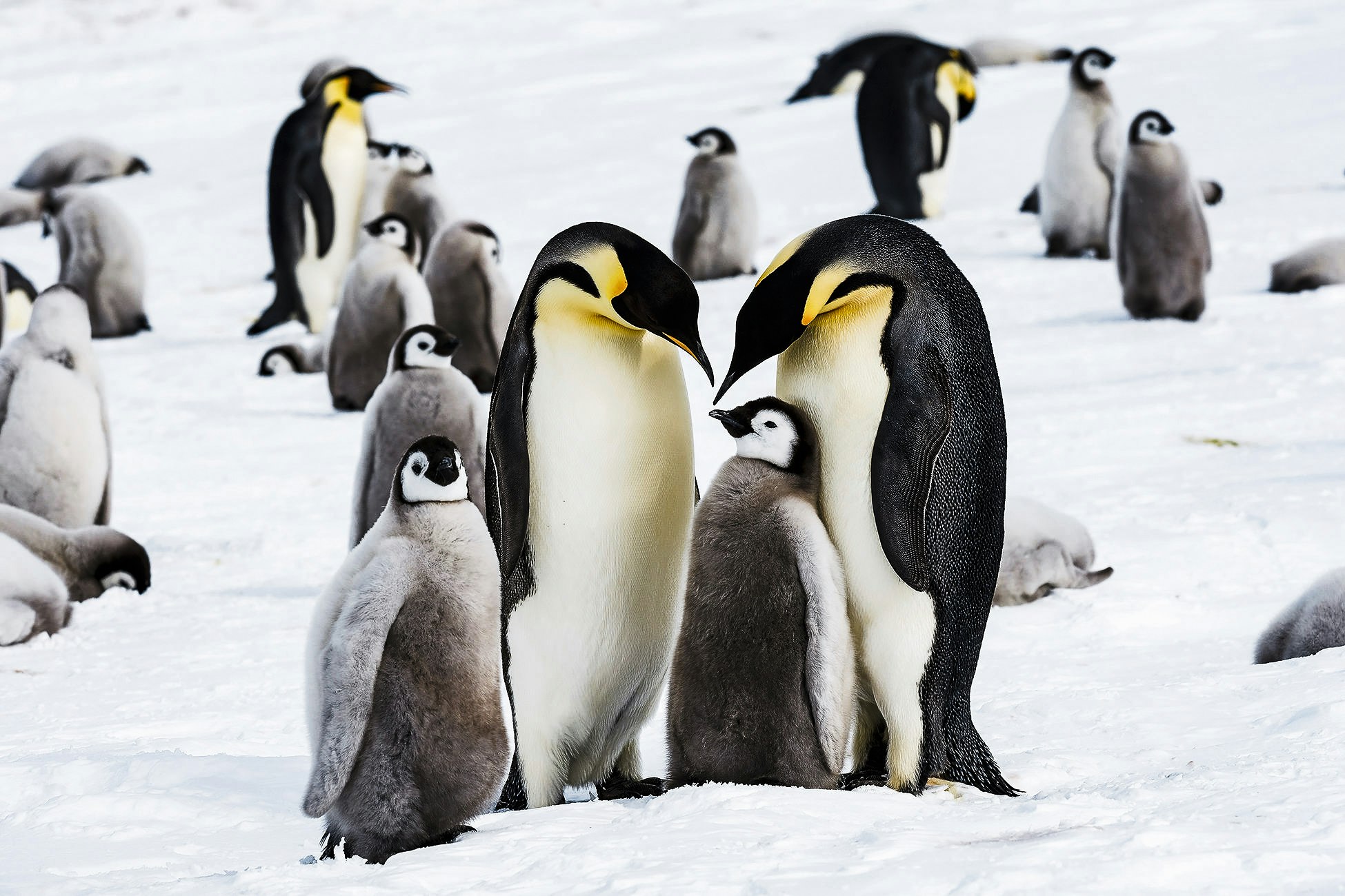 Visitors can enjoy activities such as penguin-spotting during the four-hour trip
